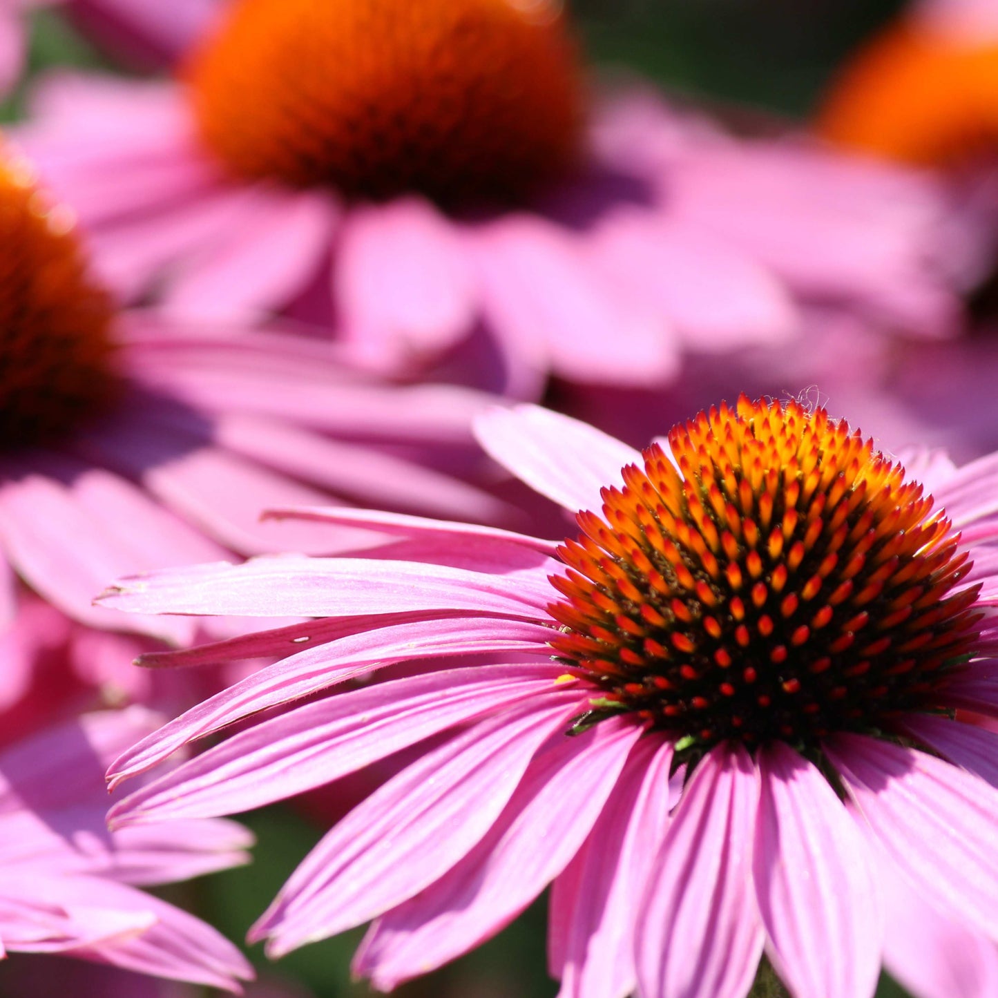 20Pcs Coneflower (Echinacea Purpurea) Flower Seeds