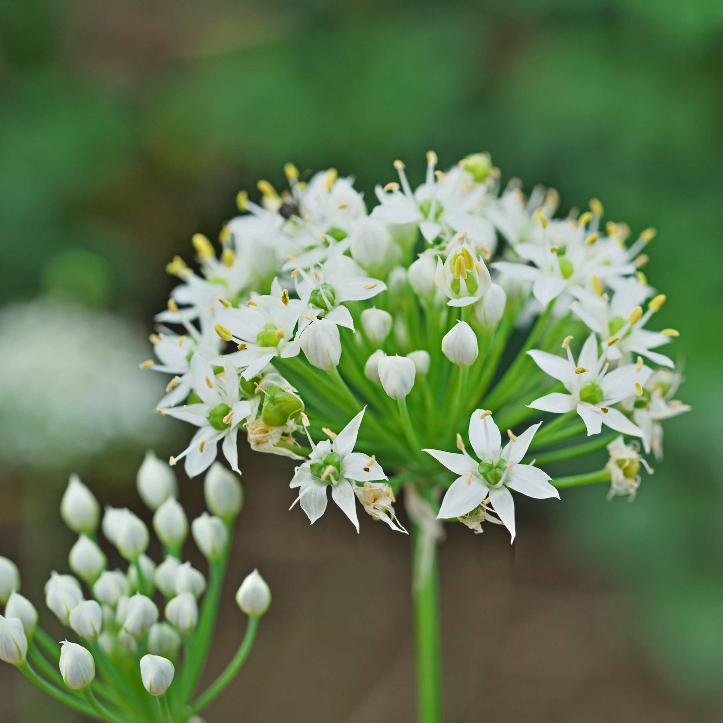 100Pcs Allium Tuberosum Garlic Chives Seeds