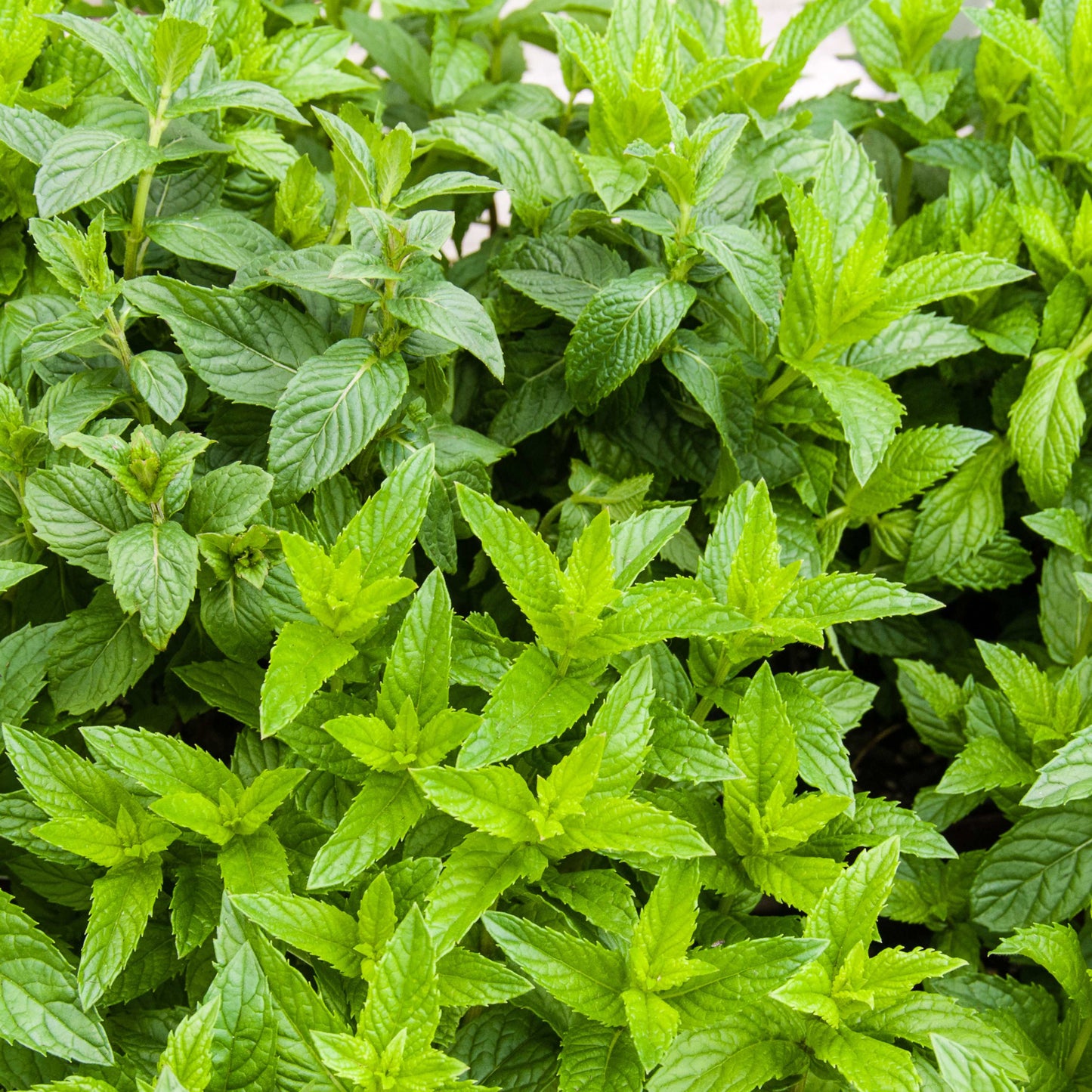 100pcs Spearmint Mint Edible Catnip Plant Seeds