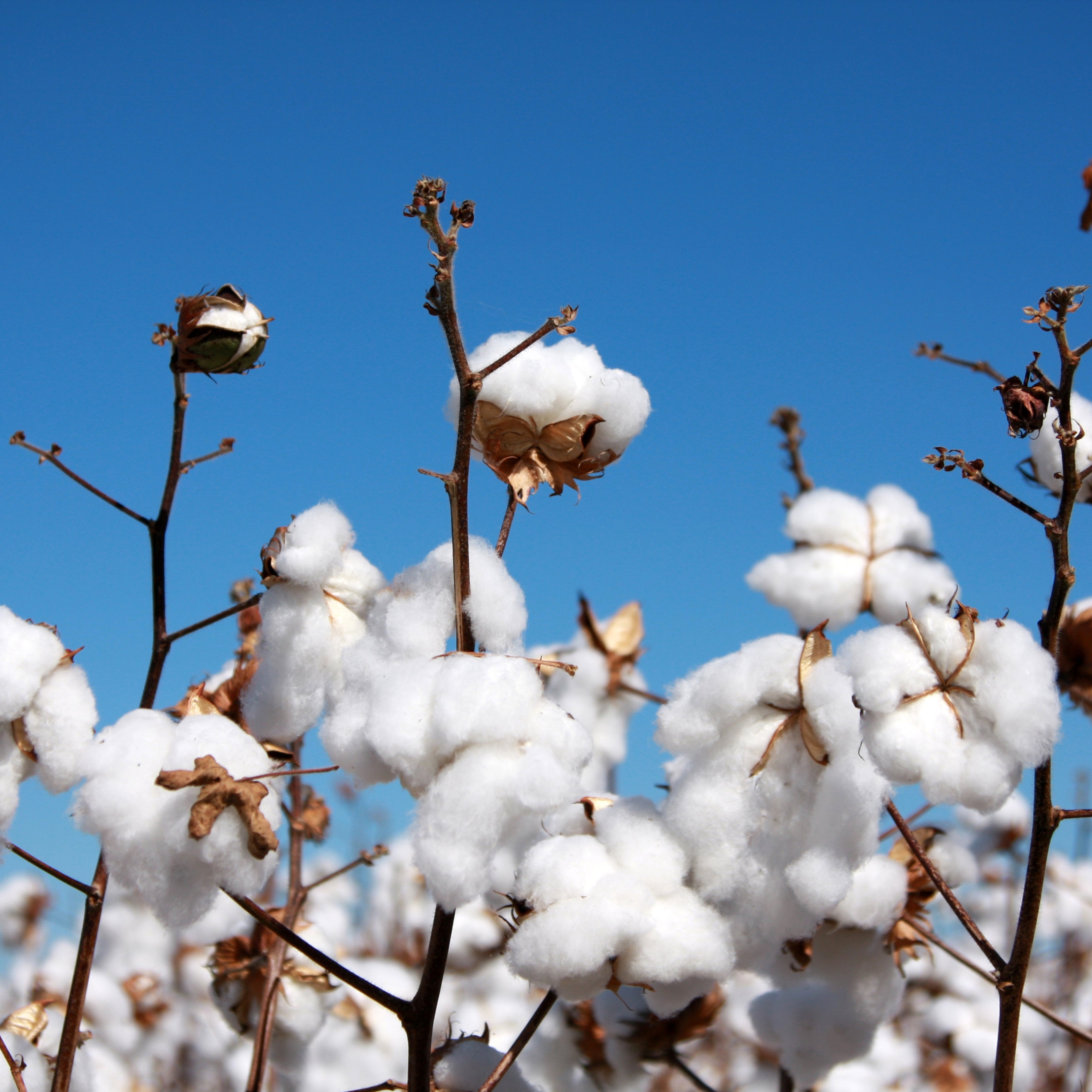 Egyptian Cotton Plant Seeds (Gossypium barbadense)