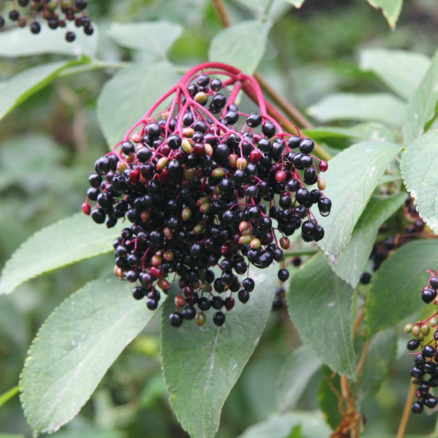 20Pcs Elderberry (Sambucus canadensis) Seeds