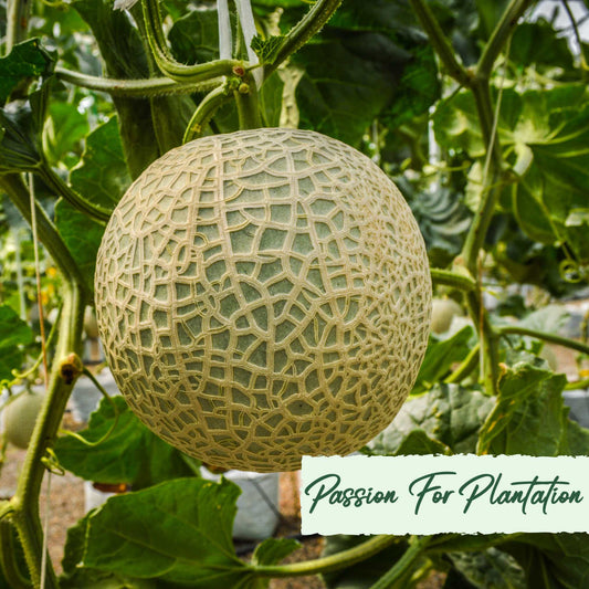 20Pcs Yubari Phoenix Emperor Melon Fruit Seeds