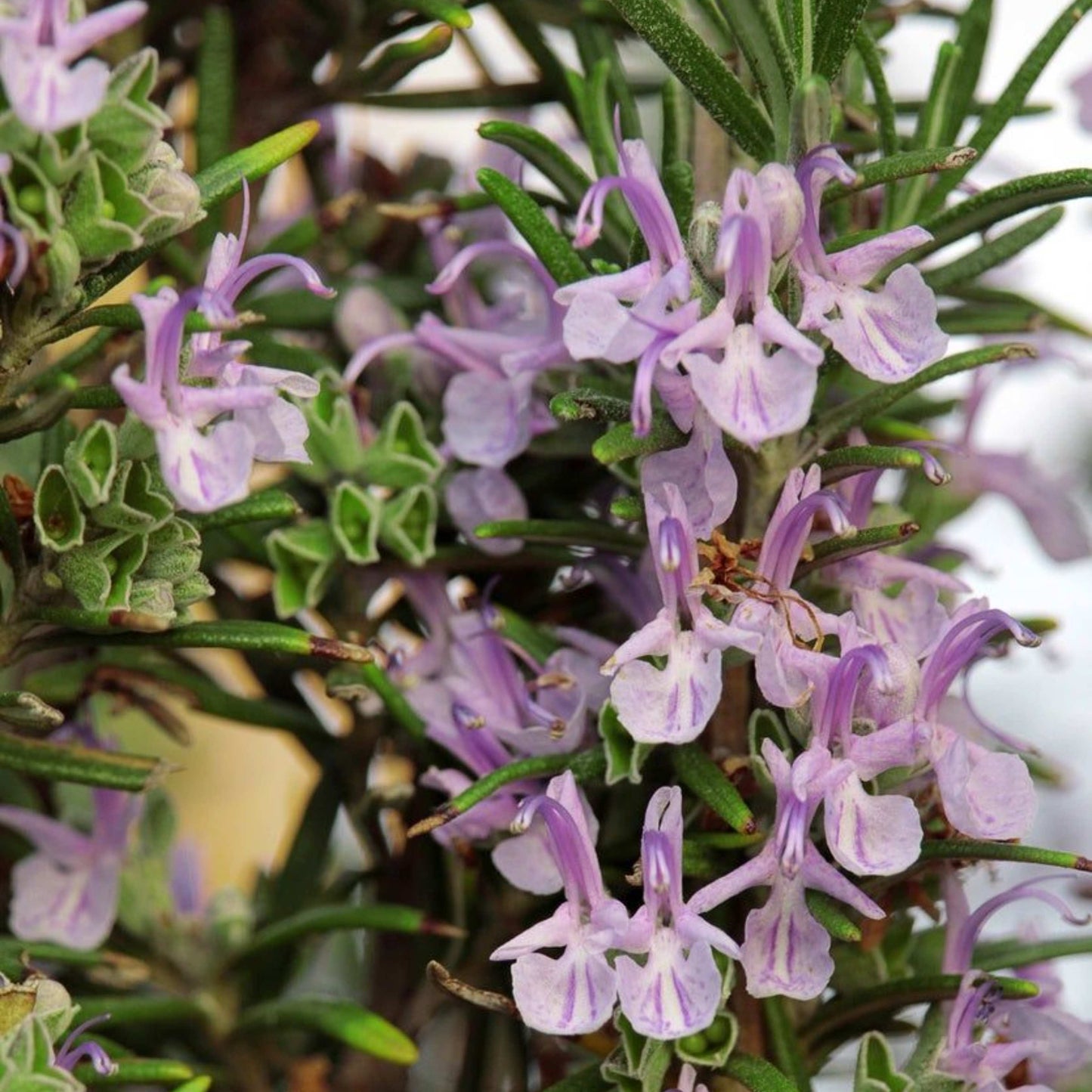 100Pcs Majorca Pink Rosemary Plant Seeds, Herb Seeds, Rosemary Seeds