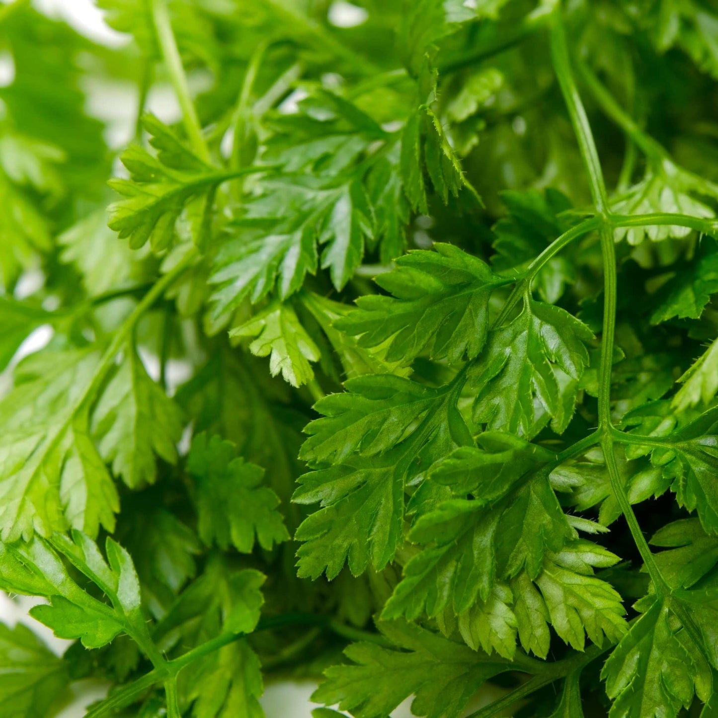 20Pcs Organic Chervil Seeds Pack