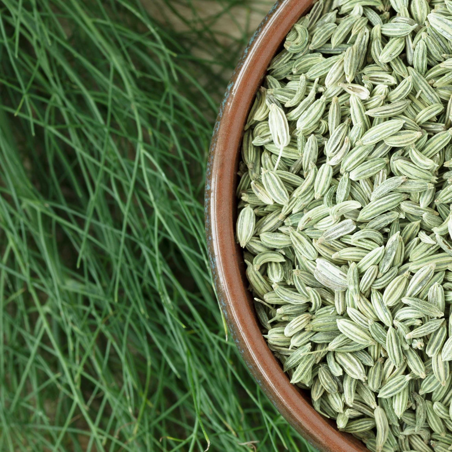 50Pcs Organic Fennel Seeds