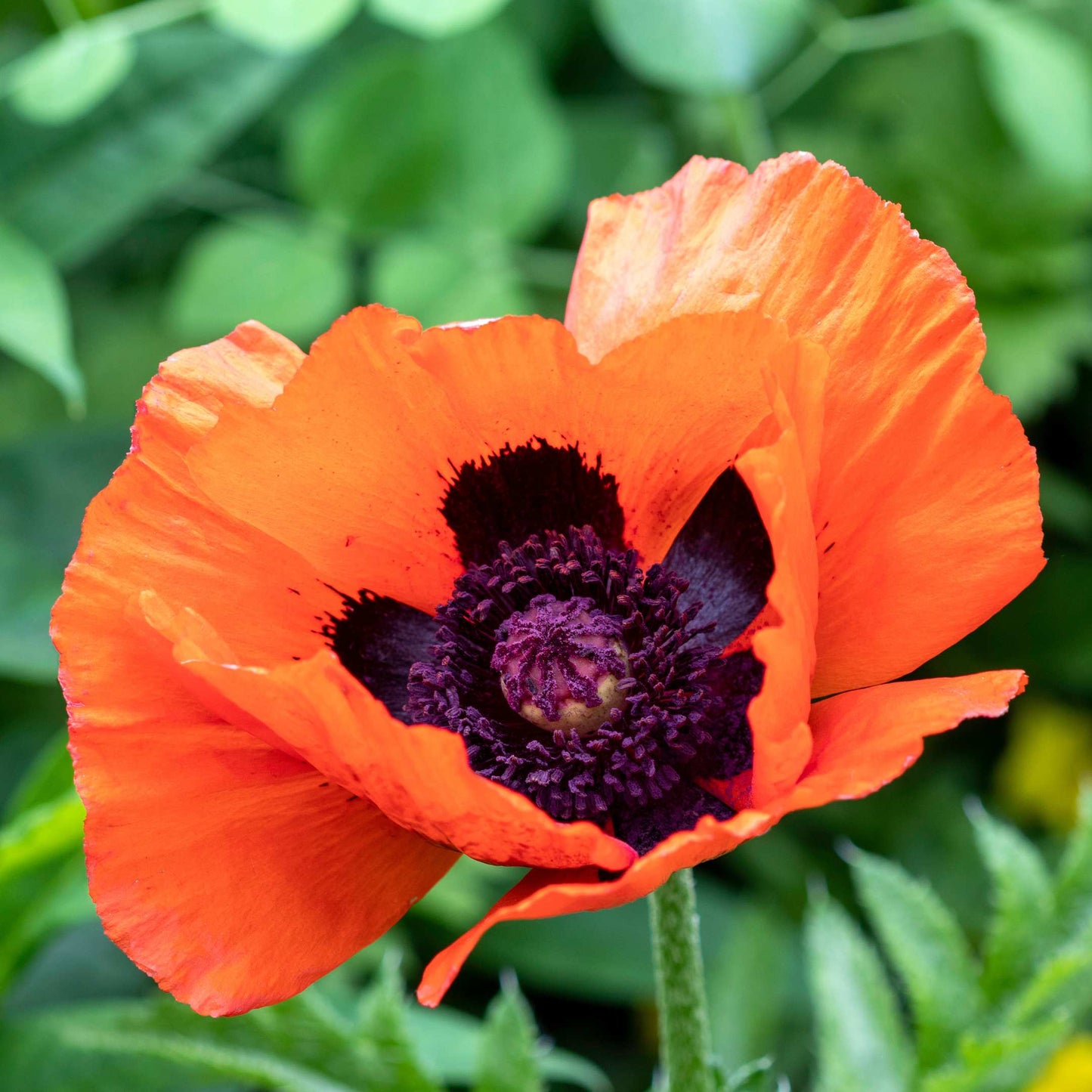 100Pcs Poppy Oriental Mix Flower Seeds Pack