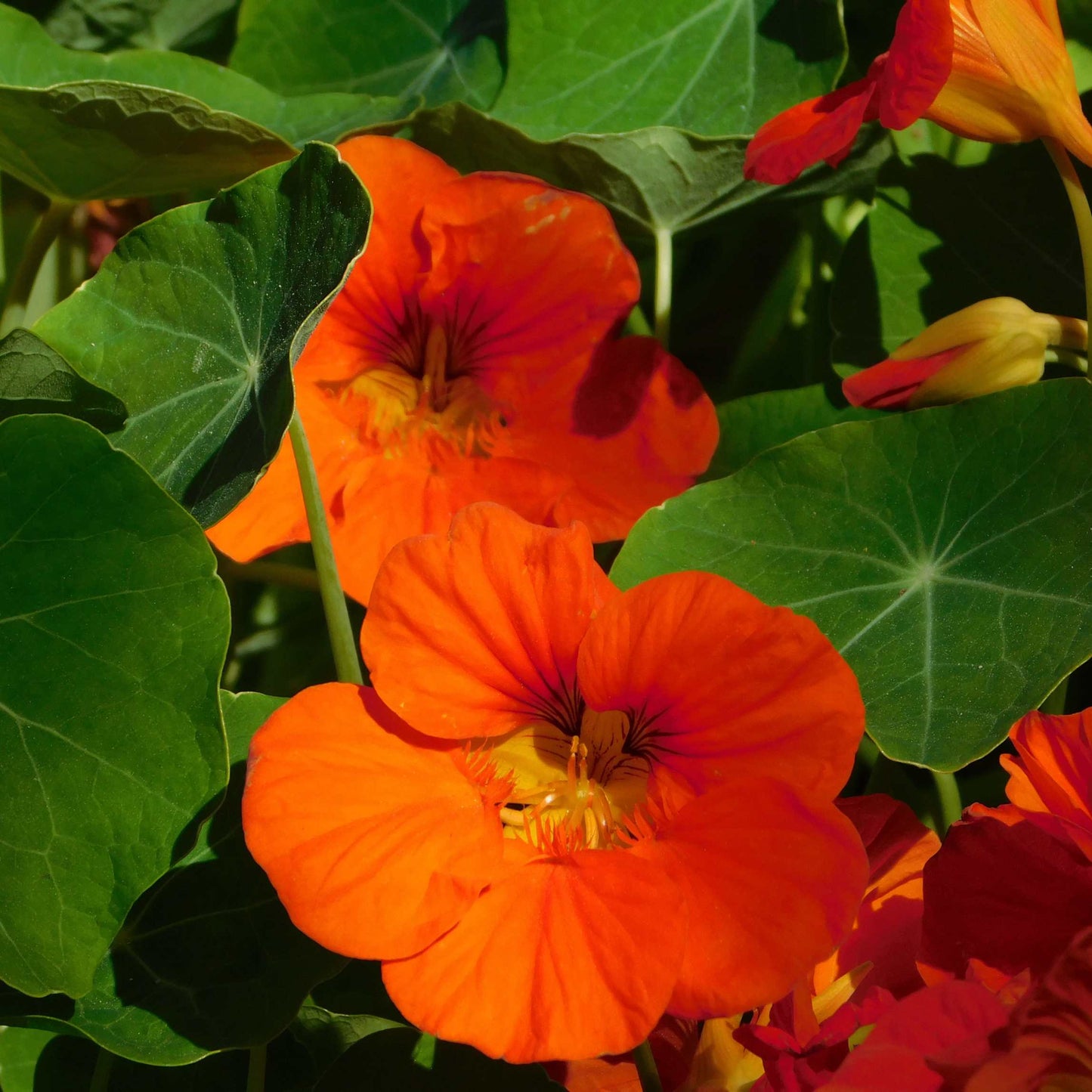 100Pcs Nasturtium Flower Seeds Pack