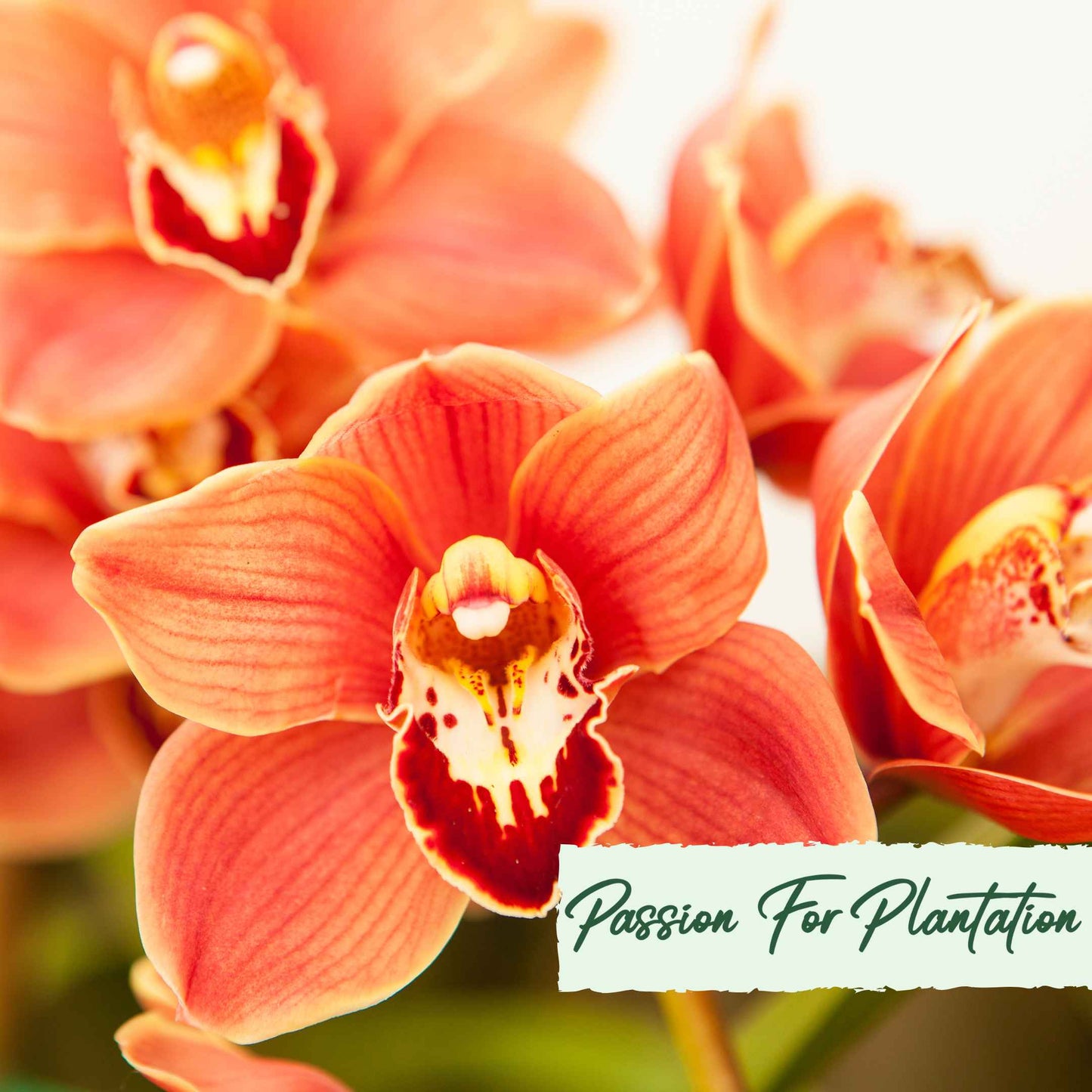 Cymbidium Faberi Orchid Flower, Orchid flores 100 Seeds