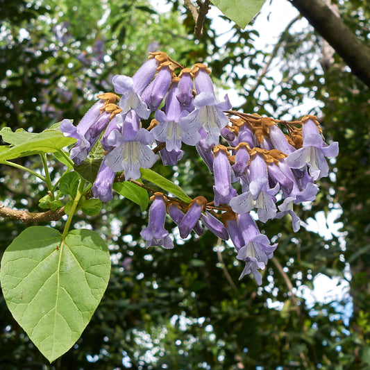 100Pcs Royal Empress Tree Seeds (Paulownia tomentosa), Flower Seeds