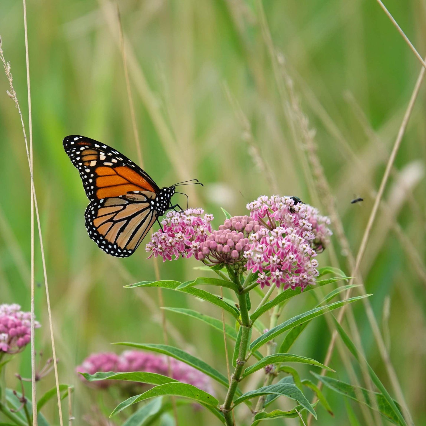 50Pcs Milkweed Flower Seeds