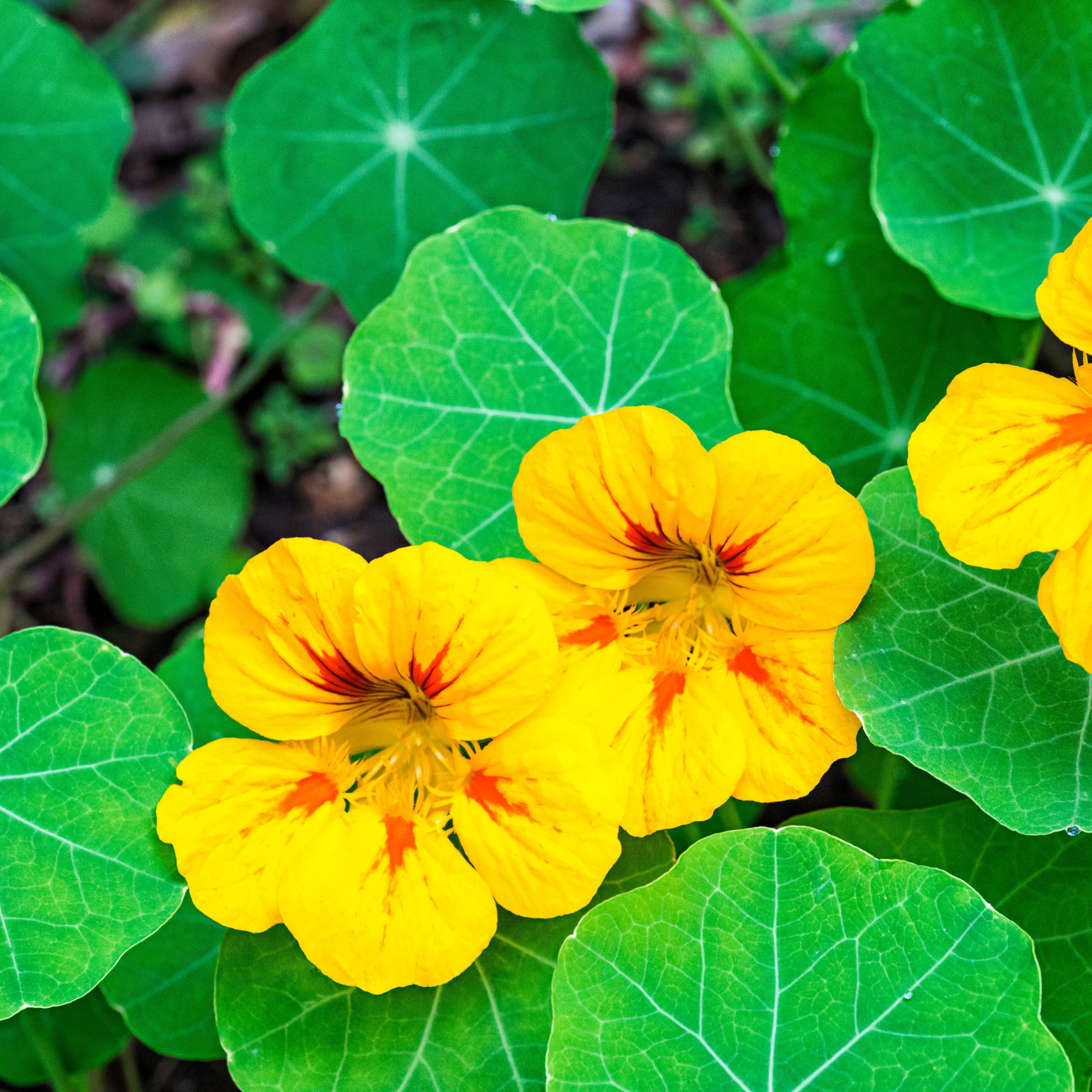 100Pcs Nasturtium Flower Seeds Pack