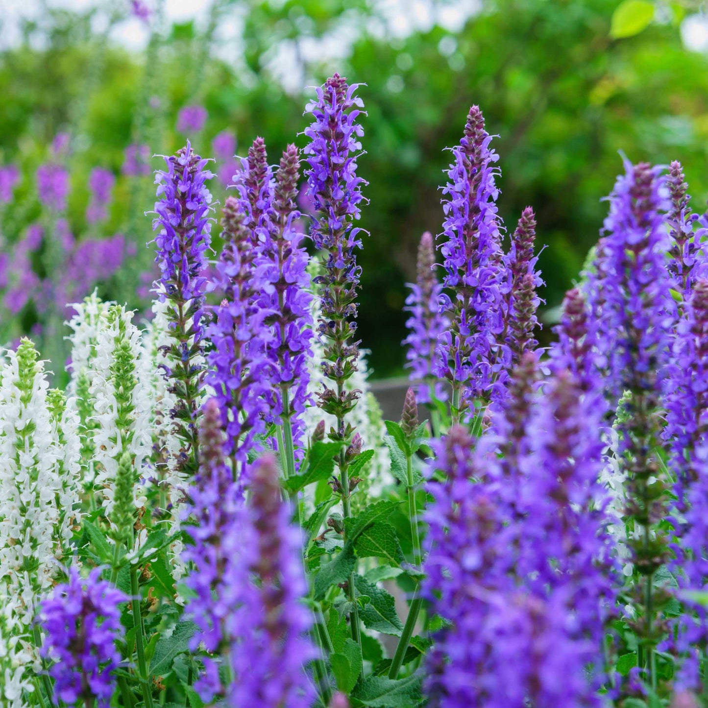 100Pcs Salvia Flower Seeds Pack