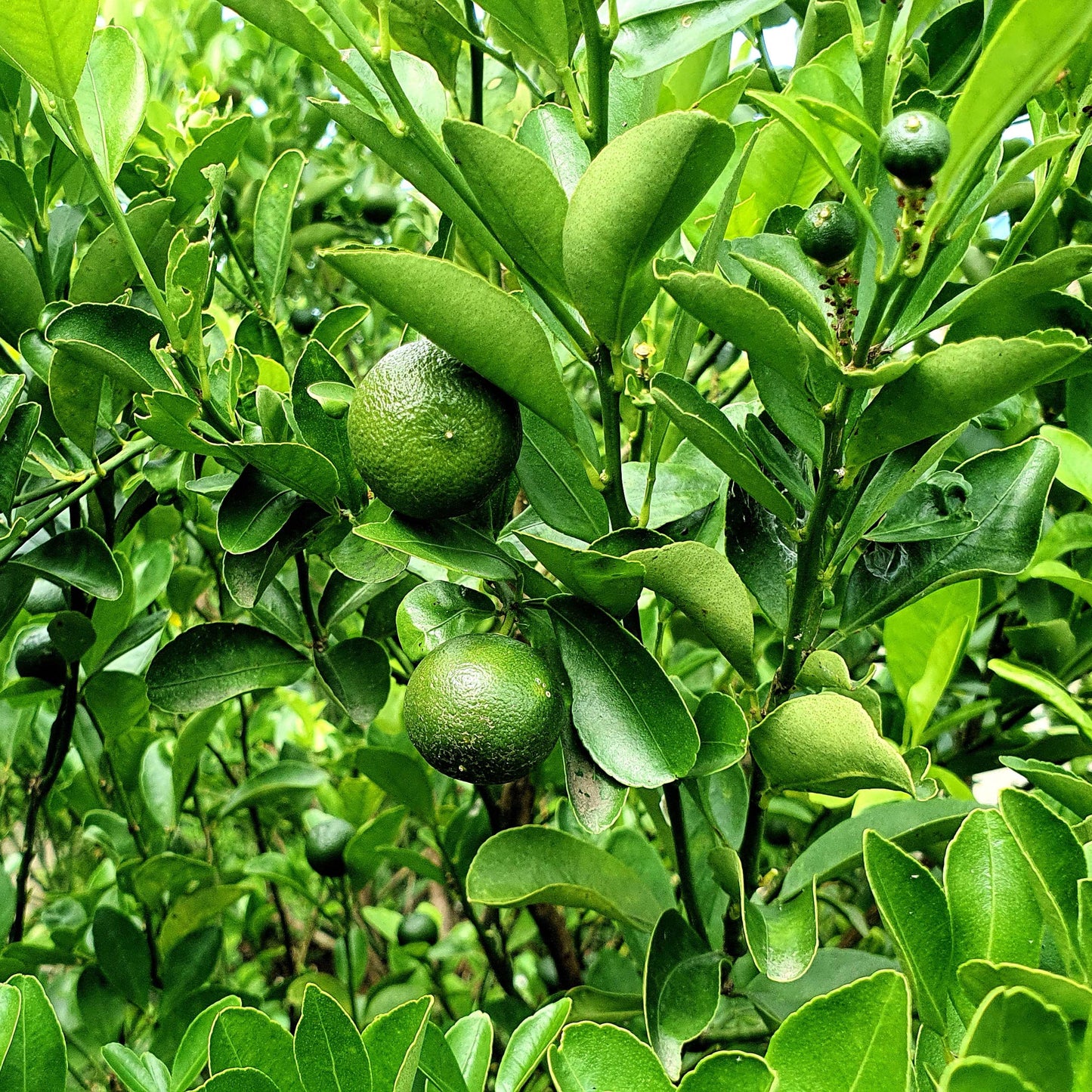 10Pcs Organic Kaffir Lime Seeds