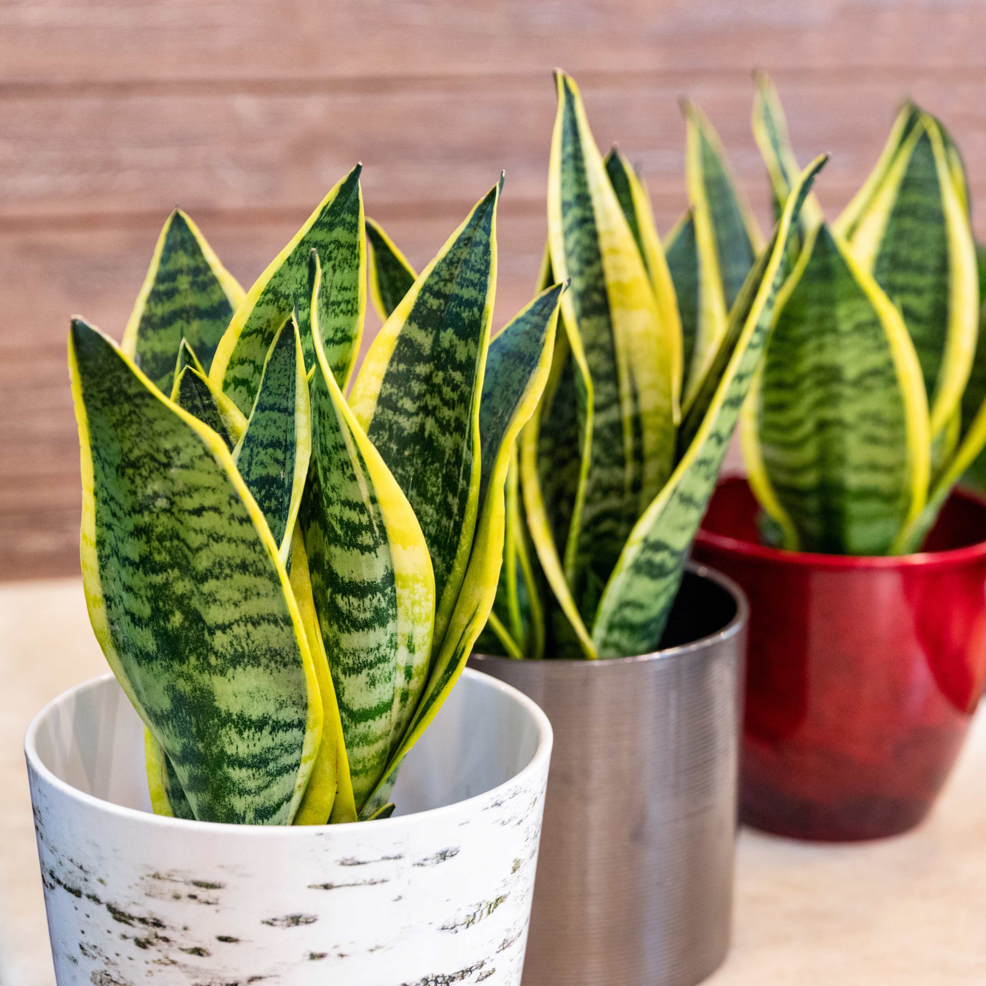 30Pcs Viper Snake Plant Seeds