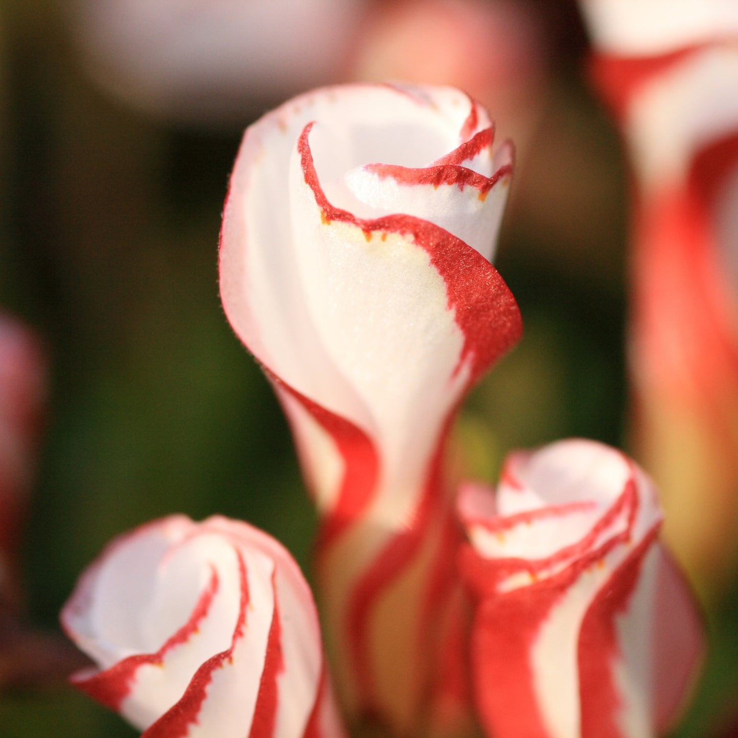 Candy Cane Sorrel Flower Seeds, Oxalis Versicolor