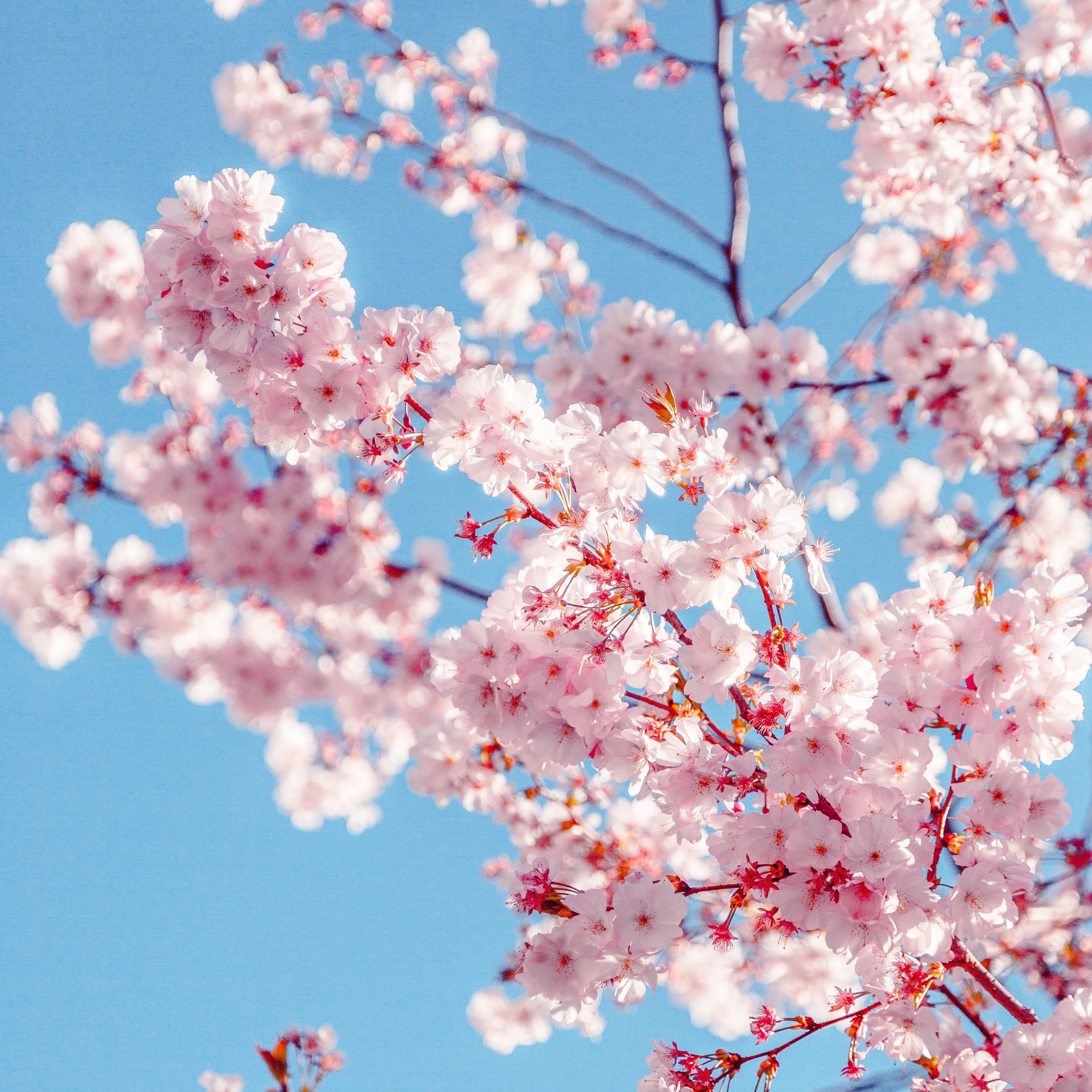 10Pcs Japanese Sakura Cherry Blossom Plant Seeds