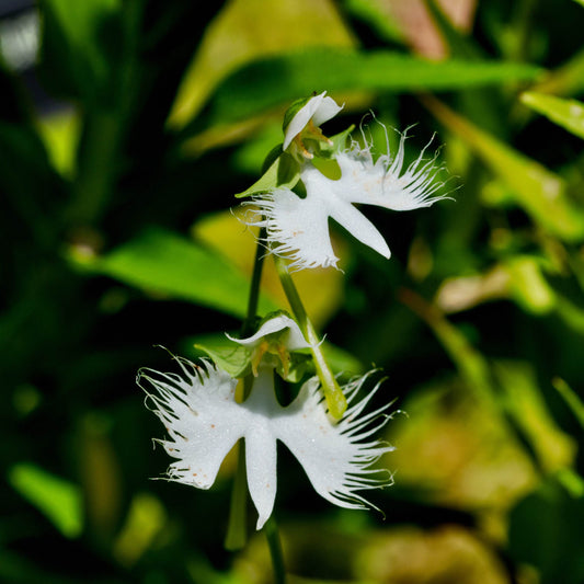 100Pcs Japanese Radiata White Egret Orchid Plant Seeds