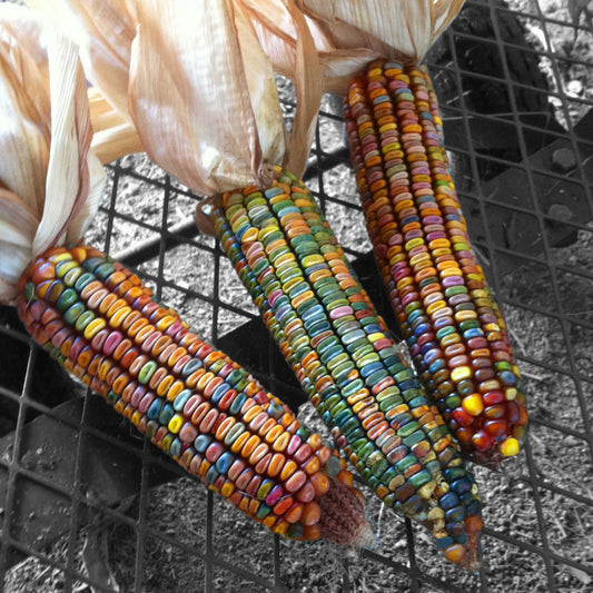 20pcs Sweet Rainbow Corn Seeds