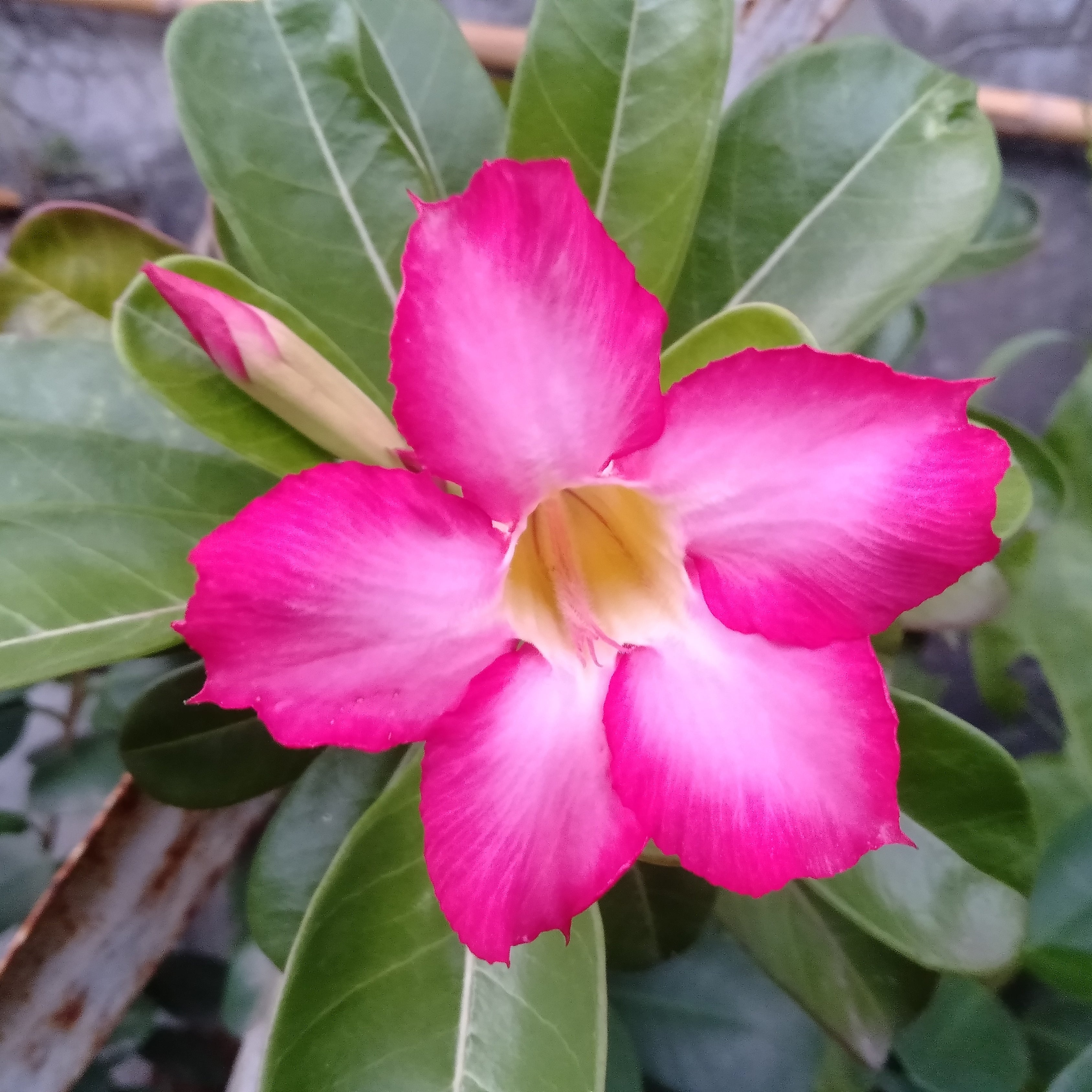 5Pcs Desert Rose Flower Seed