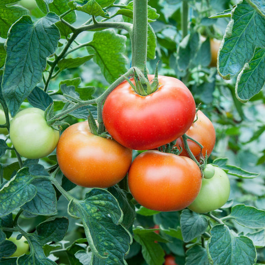 100Pcs Tomato Plant Seeds