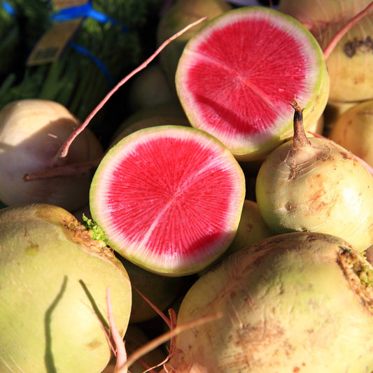 300Pcs Watermelon Radish Vegetable Heirloom Seeds