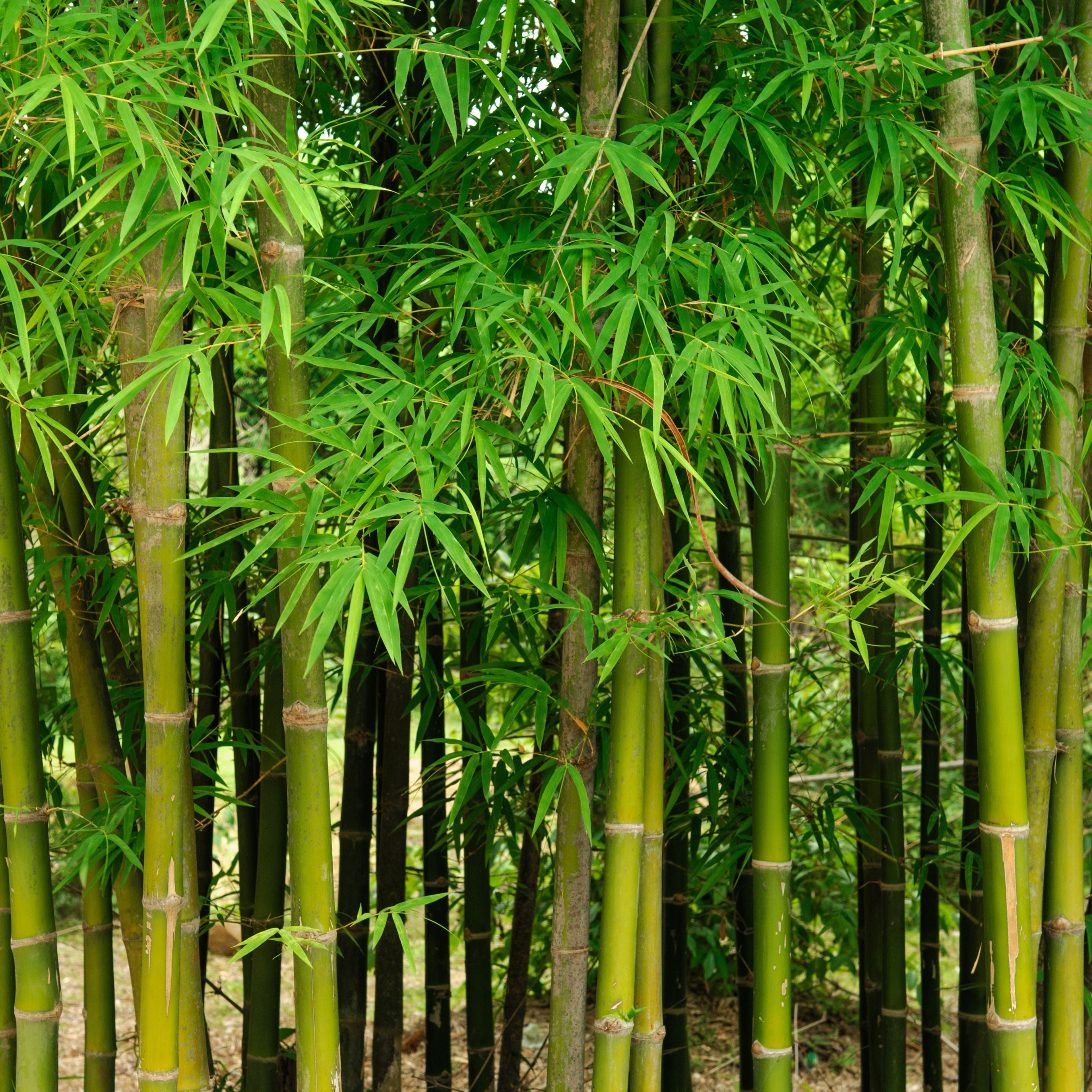 50Pcs Bamboo Seeds - Fast Growing (Low Maintenace, Privacy Wall)