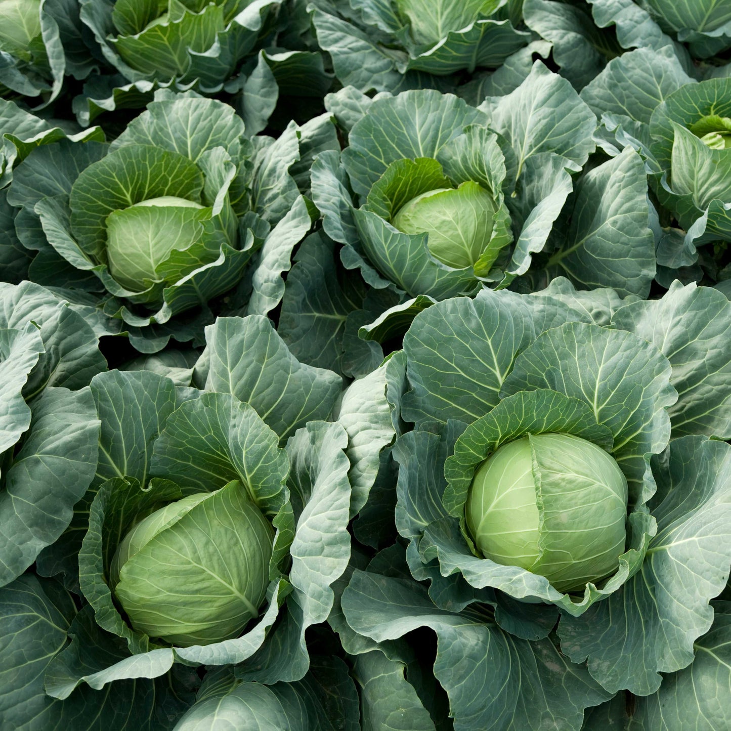 100Pcs Organic Cabbage Seeds