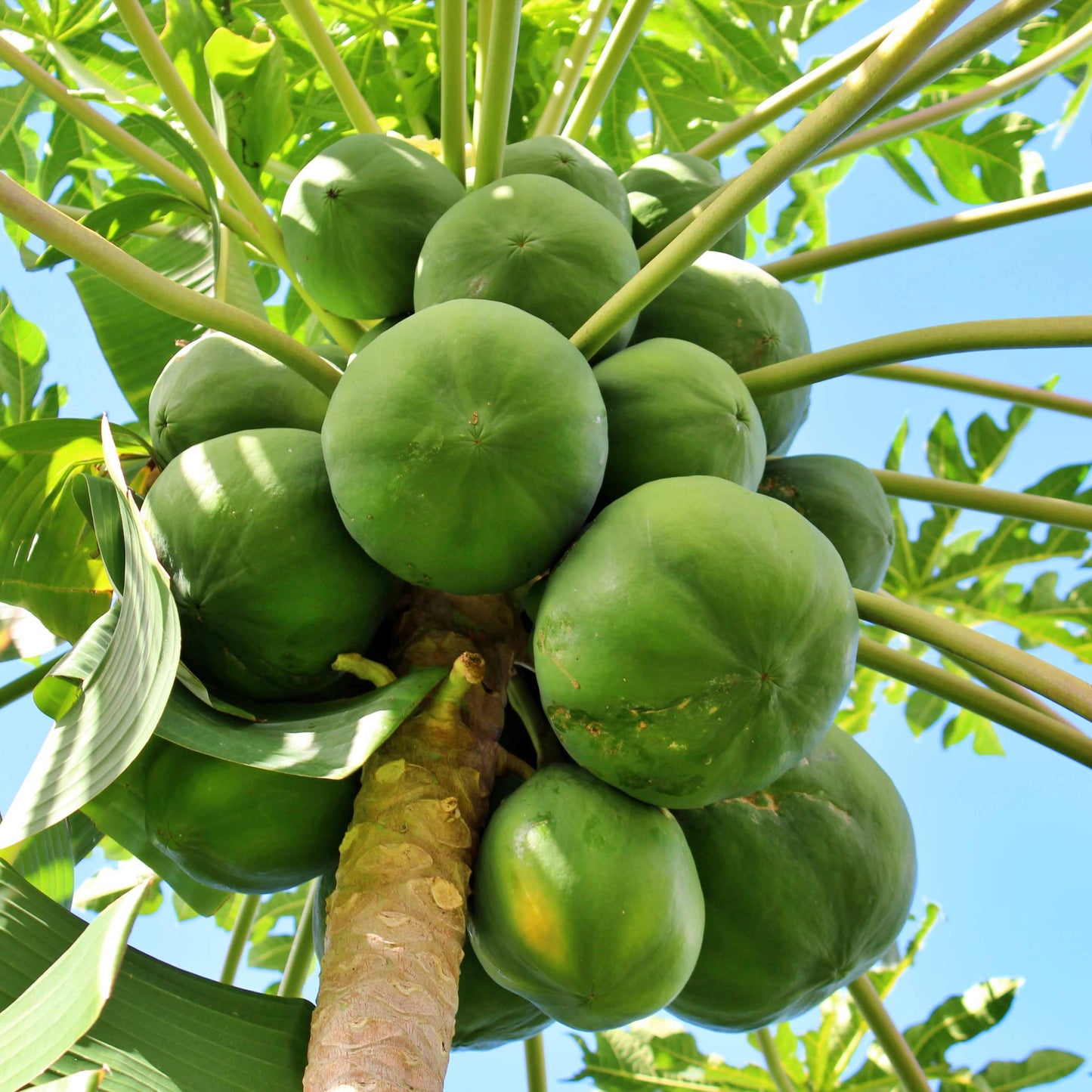 20Pcs Organic Papaya Seeds