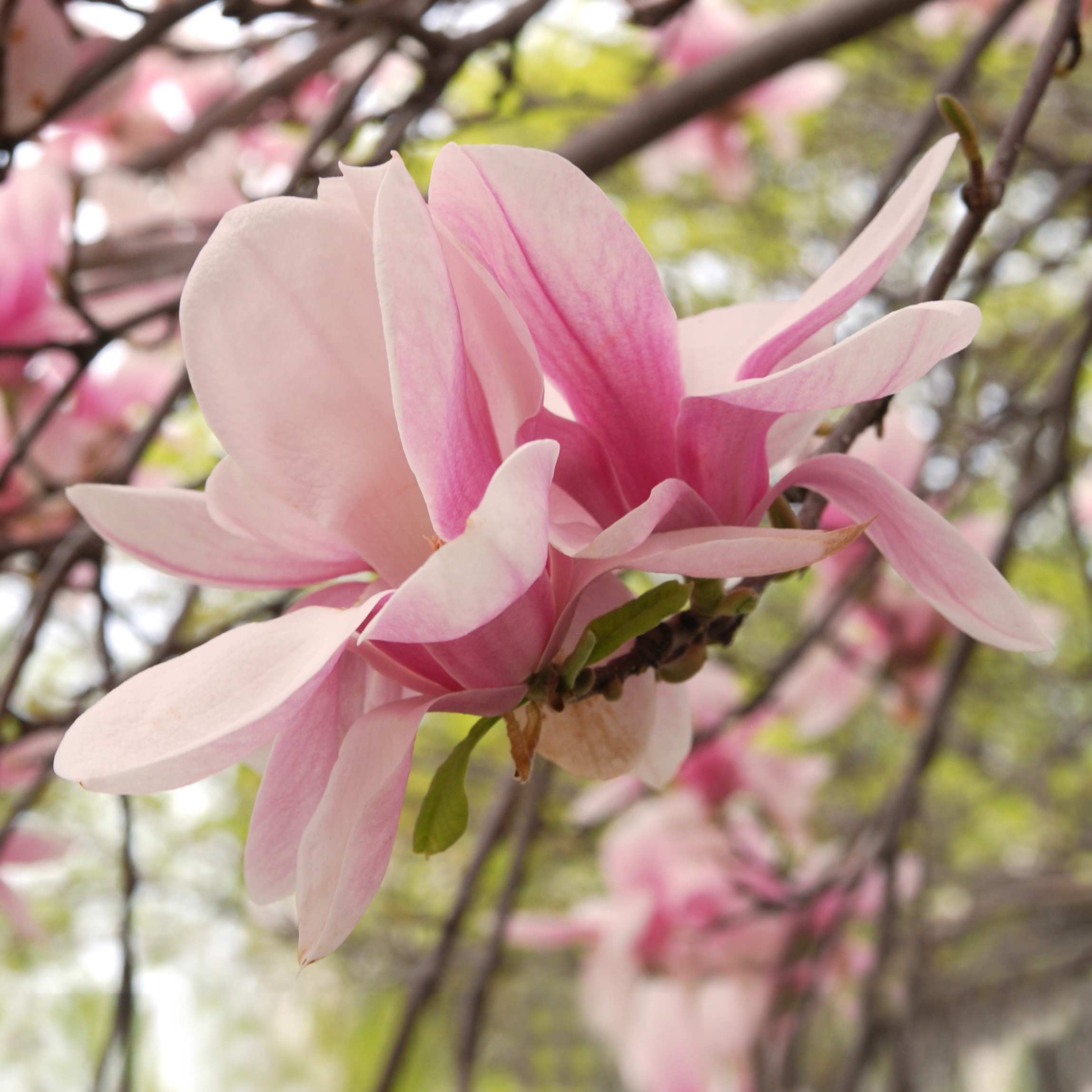 100Pcs Magnolia Flower Seeds Pack