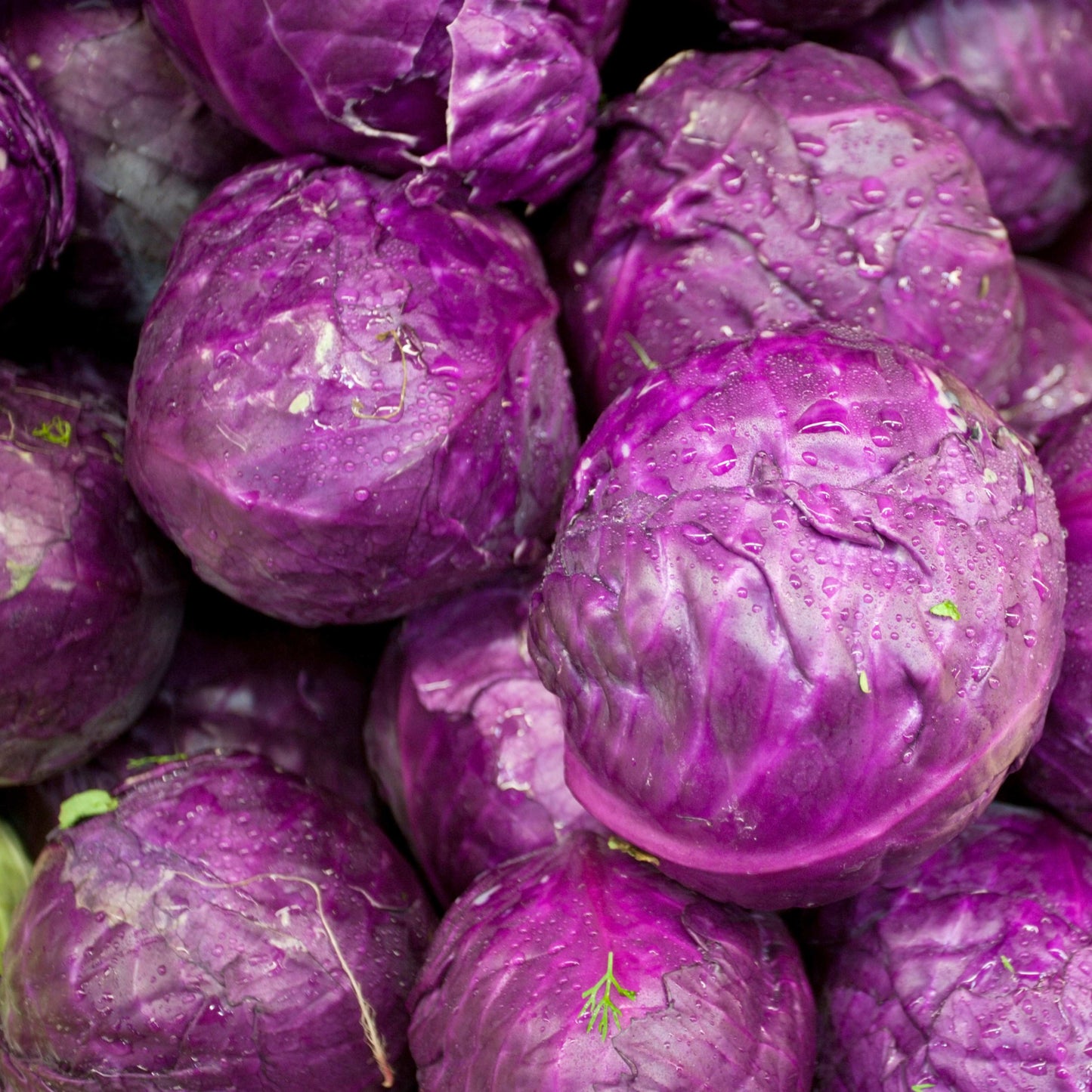 100pcs Organic Purple Brassica Cabbage Seeds