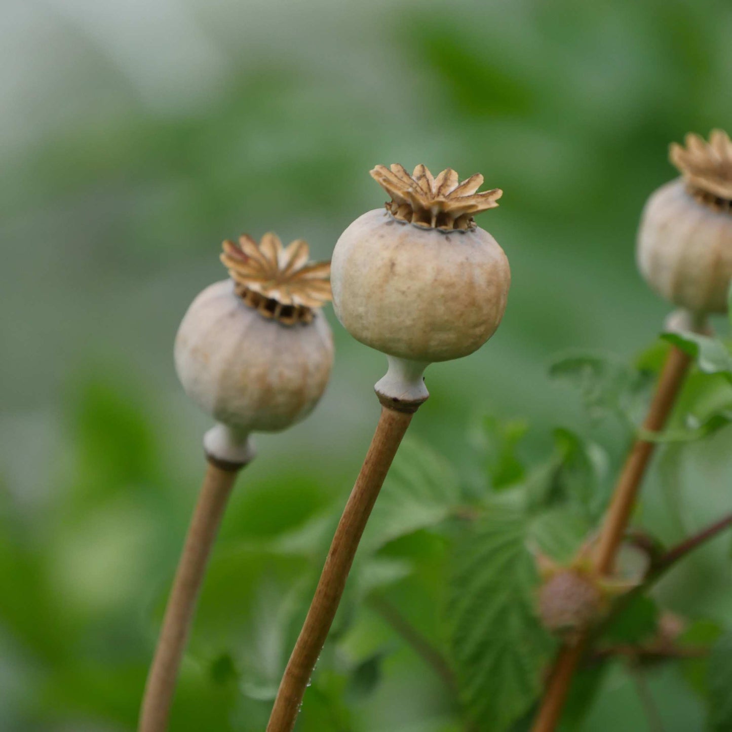 100Pcs Poppy Oriental Mix Flower Seeds Pack