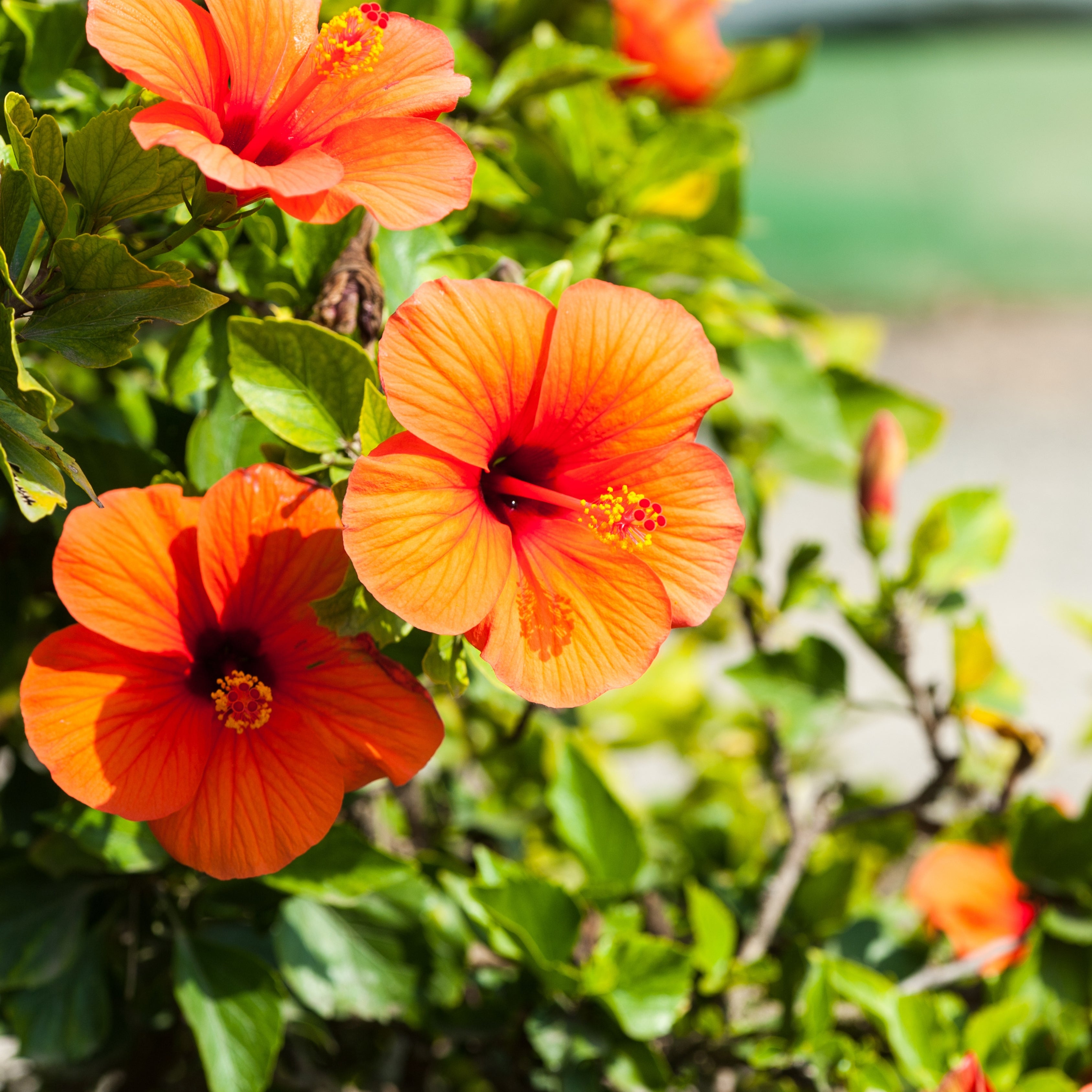 200Pcs Multi Colored Hibiscus Seeds