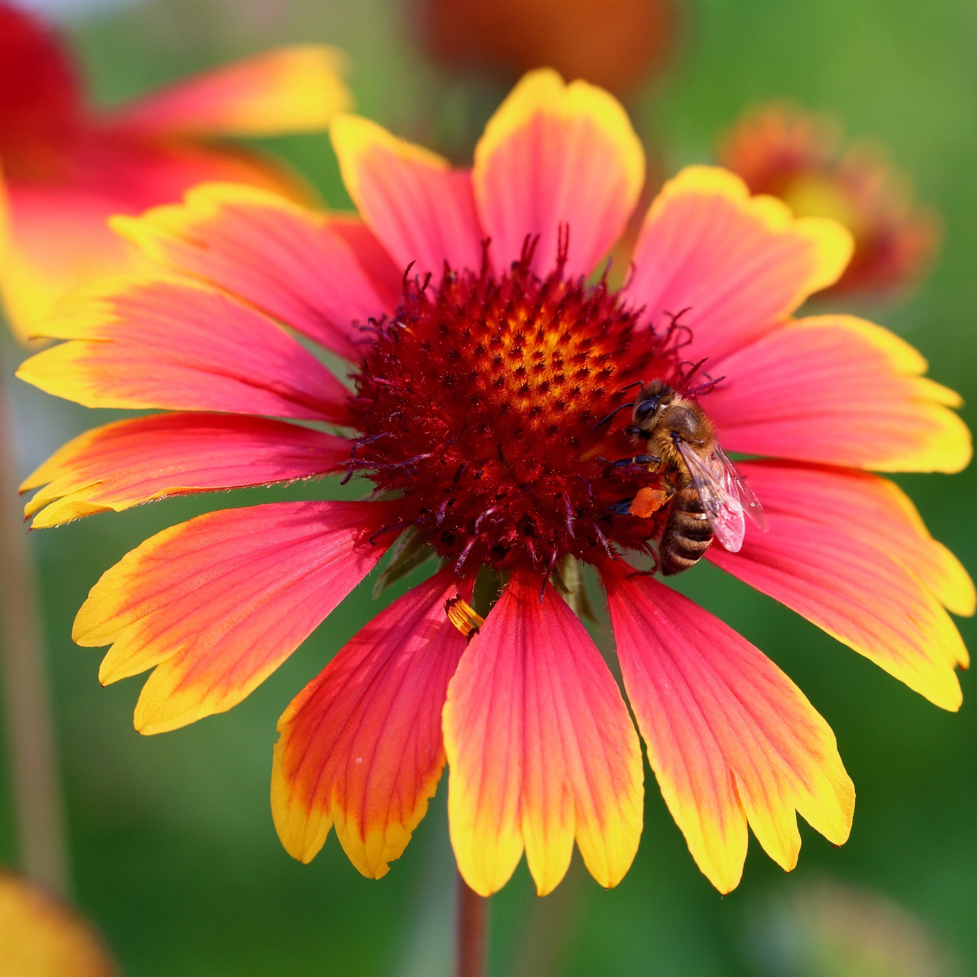 Gaillardia Flower Seeds