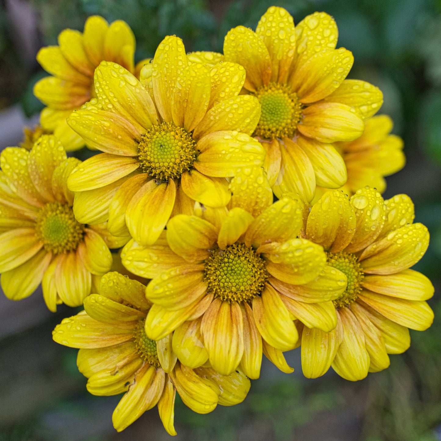 200pcs Chrysanthemum Seeds Pack