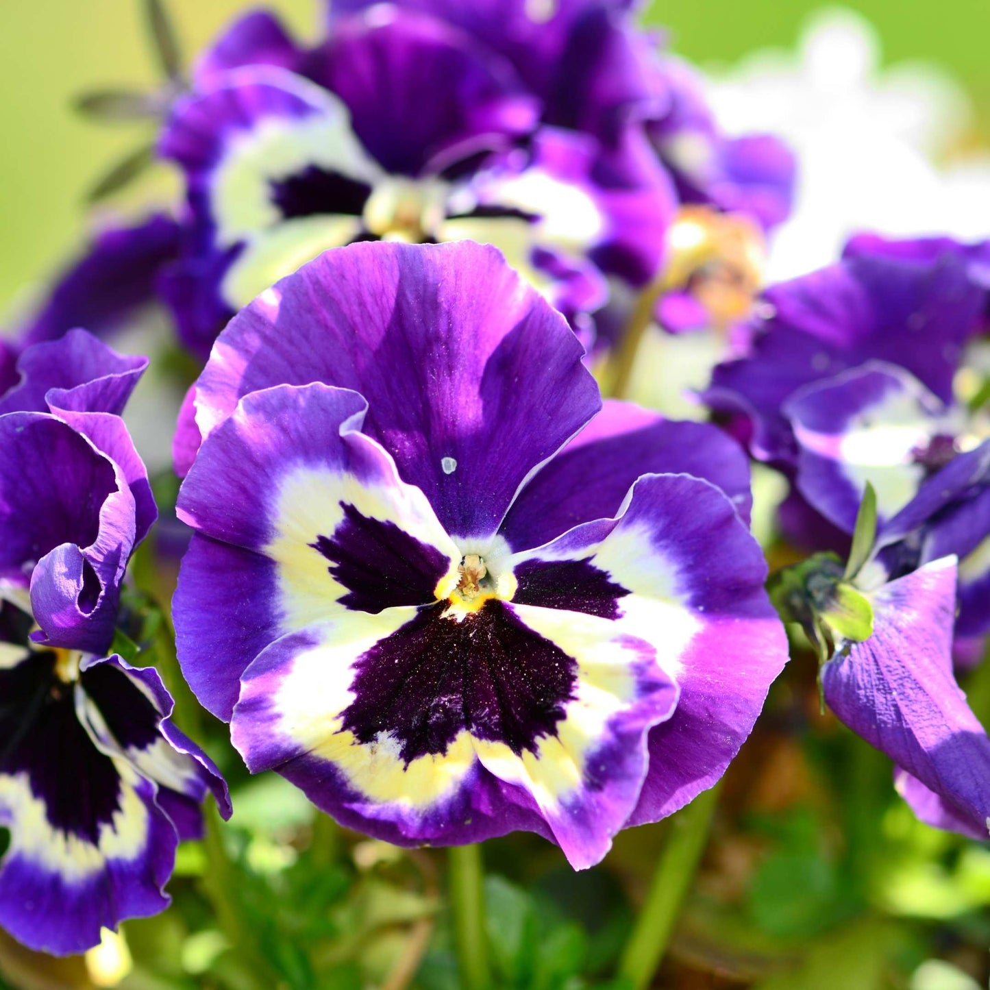 50Pcs Pansies Flower Seeds Pack