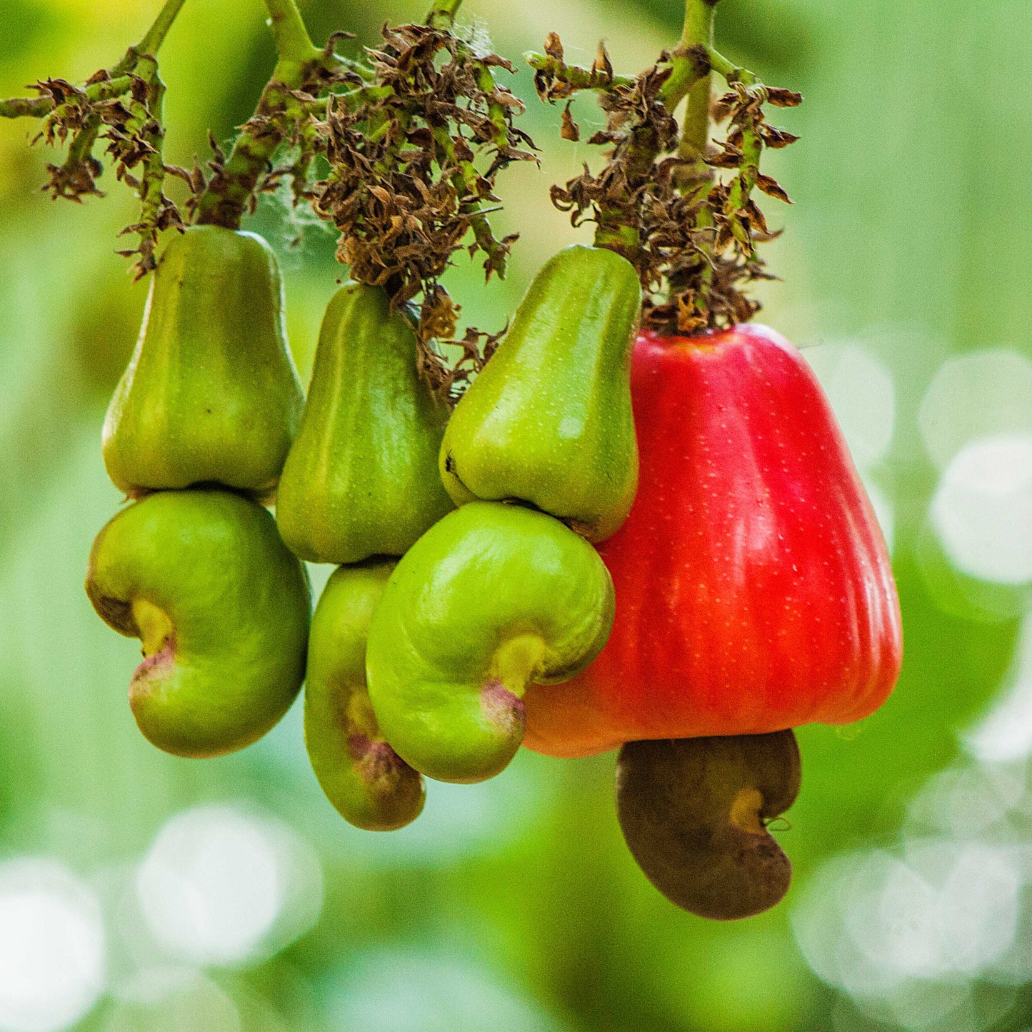 3Pcs Cashew Plant Seeds