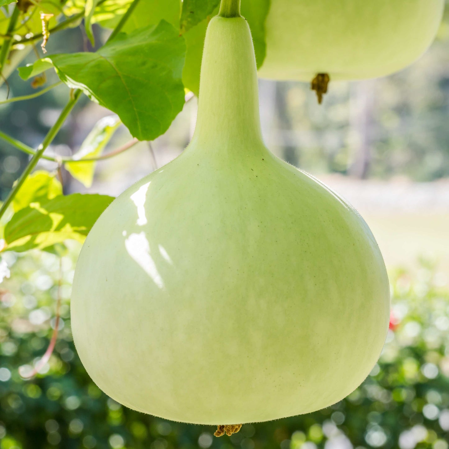 30Pcs Bottle Gourd Calabash Seeds