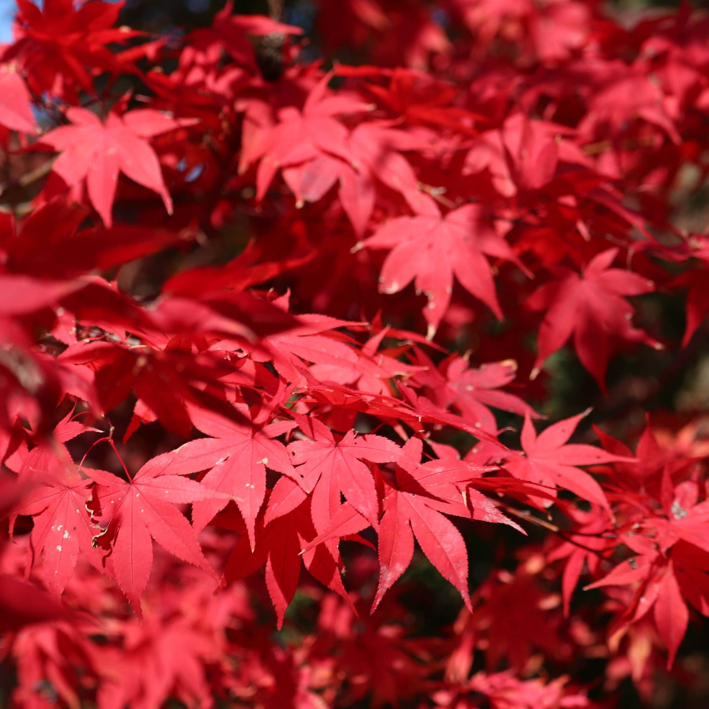 10Pcs Traditional Japanese Maple Tree Seeds