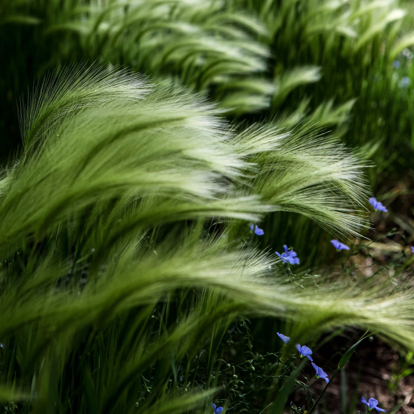 100Pcs Foxtail Barley Ornamental Grass Seeds