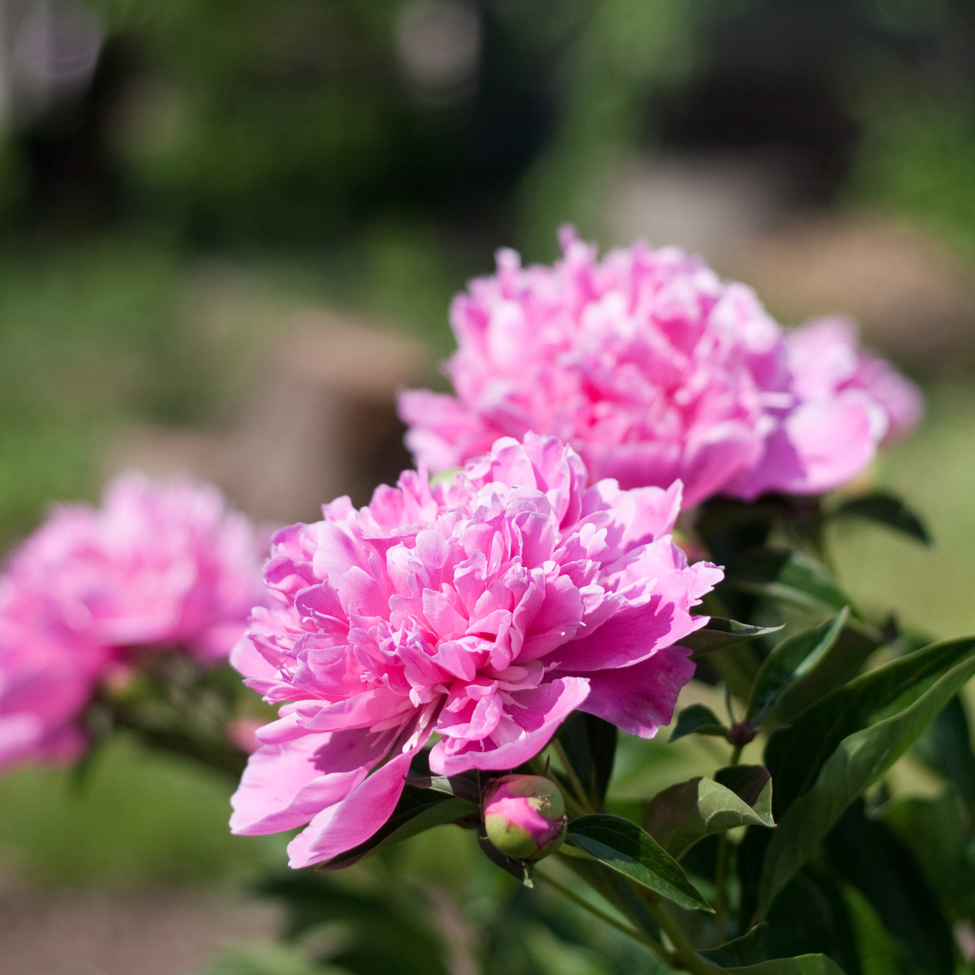 10Pcs Peony Flower Seeds, Attracts Bees and Butterflies, Honey Bee Flower