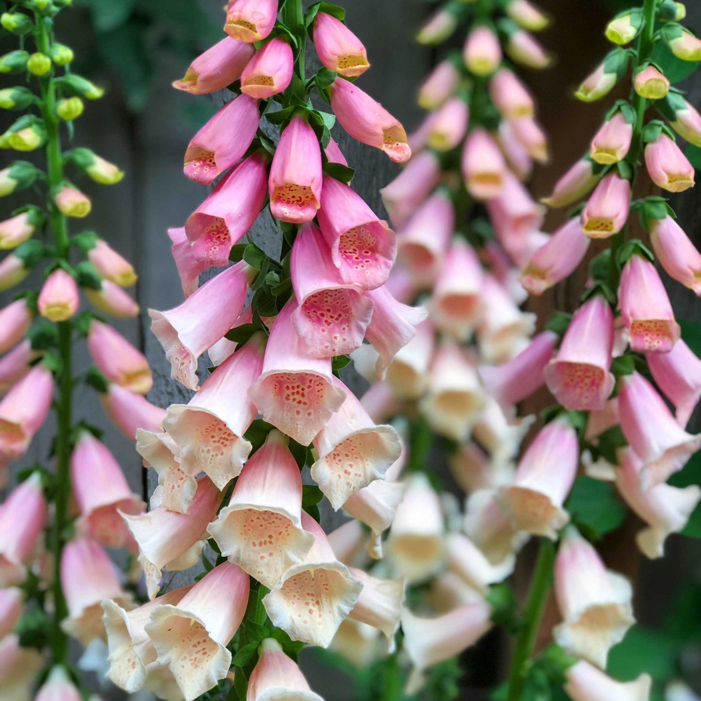 100Pcs Foxgloves Flower Seeds Pack