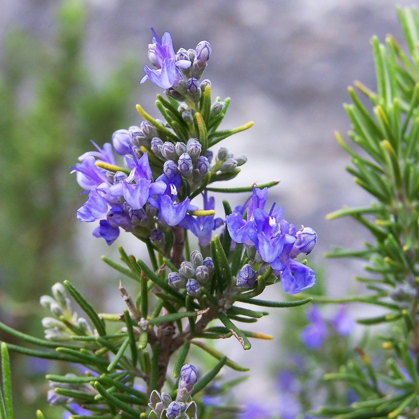 100Pcs Tuscan Blue Rosemary Herb Seeds