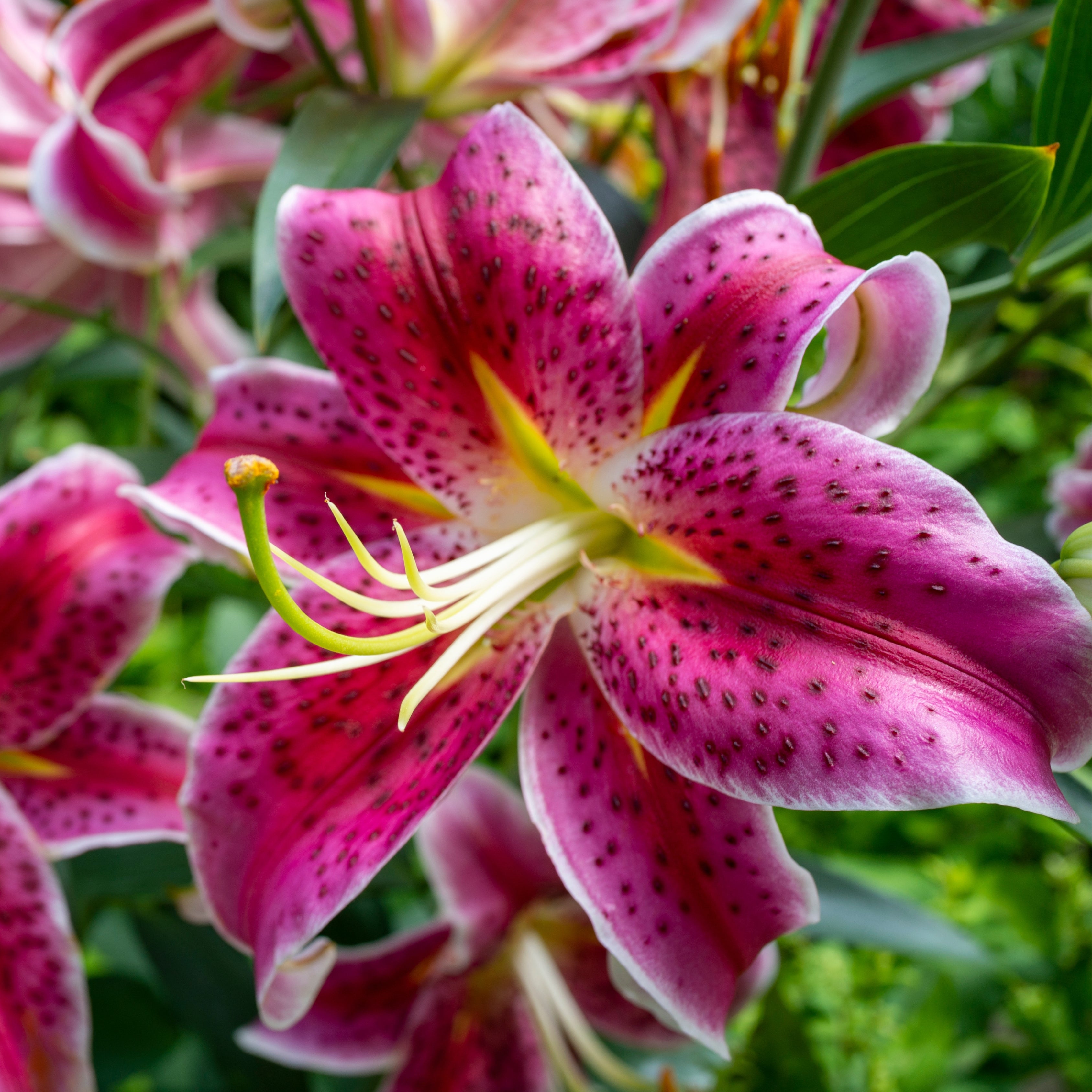 10Pcs Rare Mystic Stargazer Heart Lily Seeds