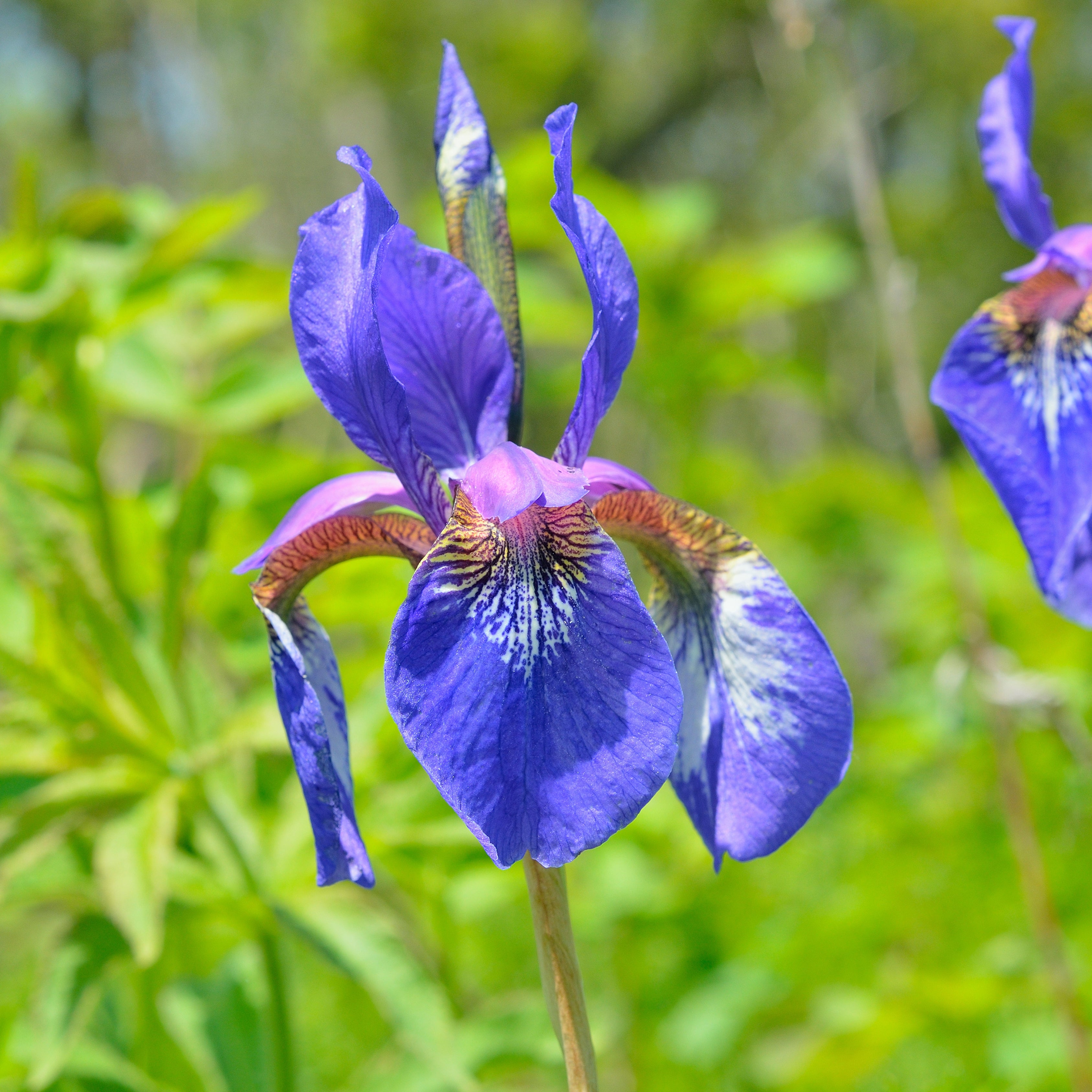 20Pcs Iris Setosa Flower Seeds