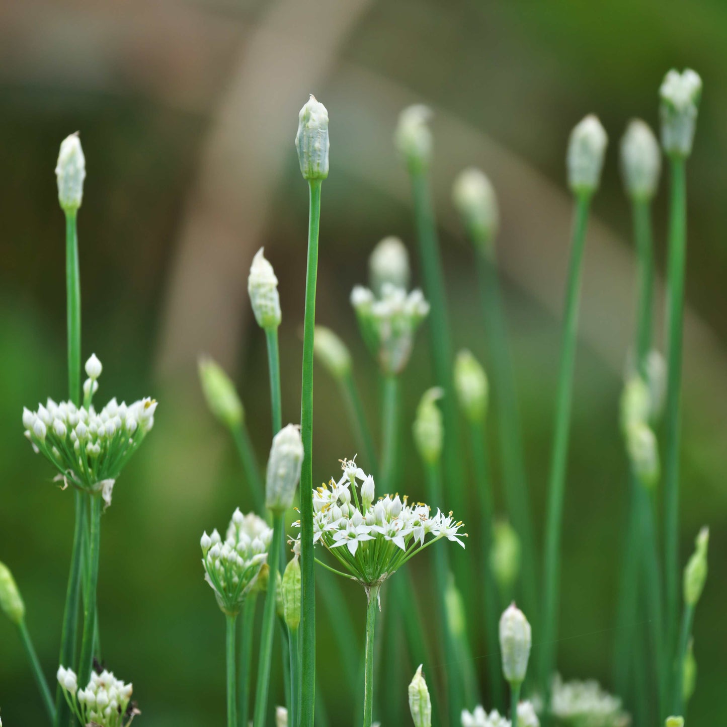 100Pcs Allium Tuberosum Garlic Chives Seeds