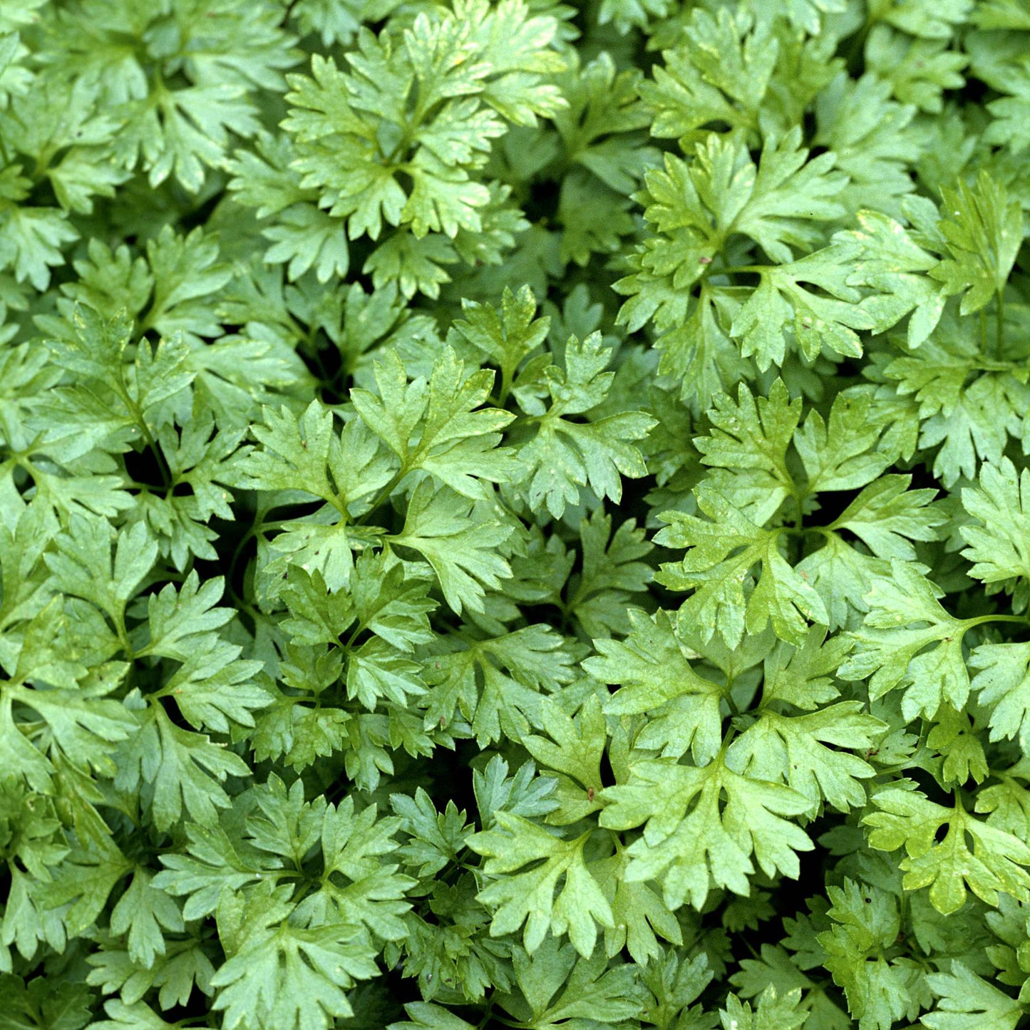 20Pcs Organic Chervil Seeds Pack