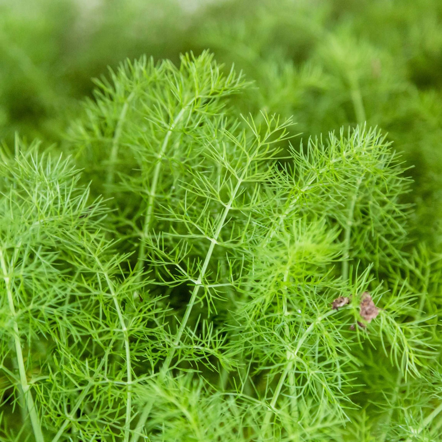 50Pcs Organic Fennel Seeds