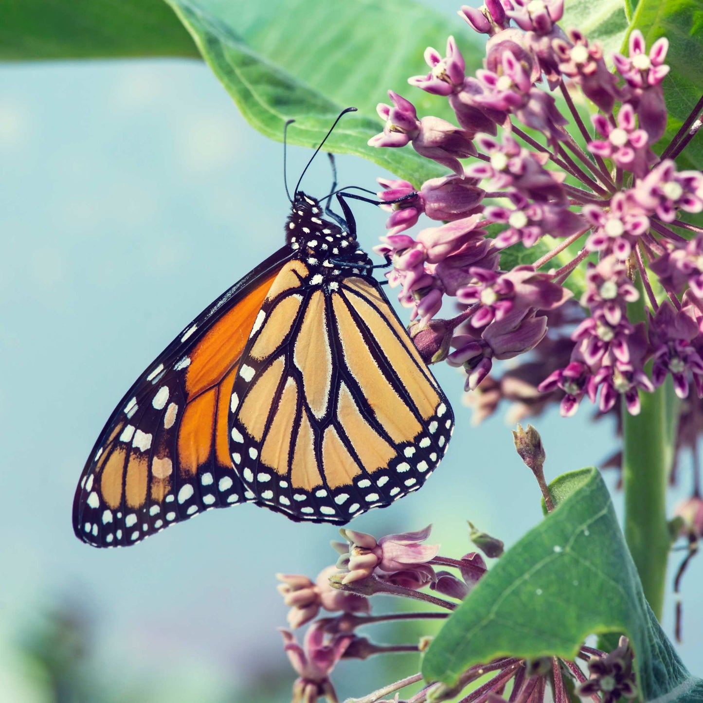 50Pcs Milkweed Flower Seeds