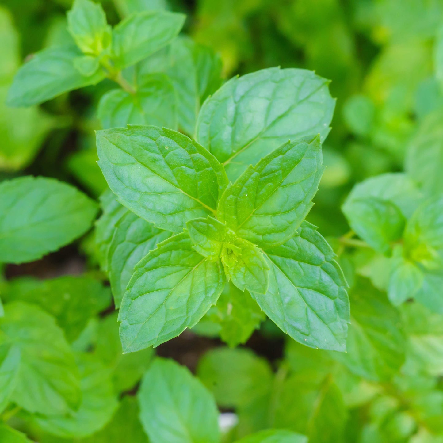 100pcs Spearmint Mint Edible Catnip Plant Seeds