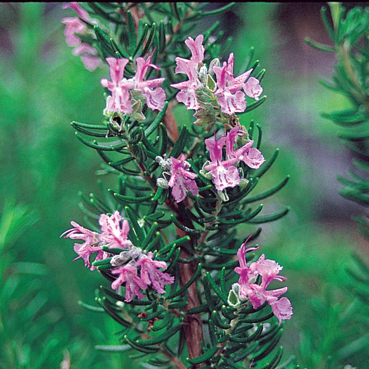 100Pcs Majorca Pink Rosemary Plant Seeds, Herb Seeds, Rosemary Seeds